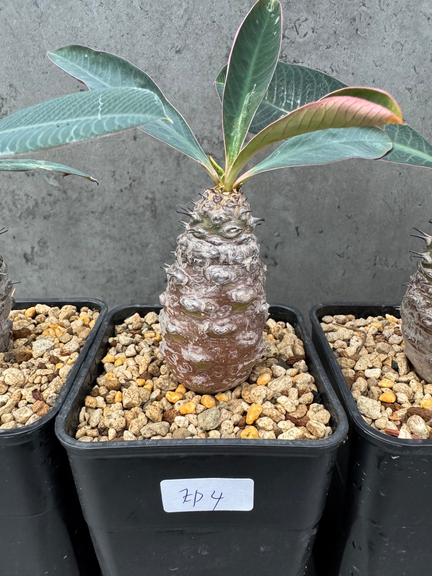 Euphorbia pachypodioides