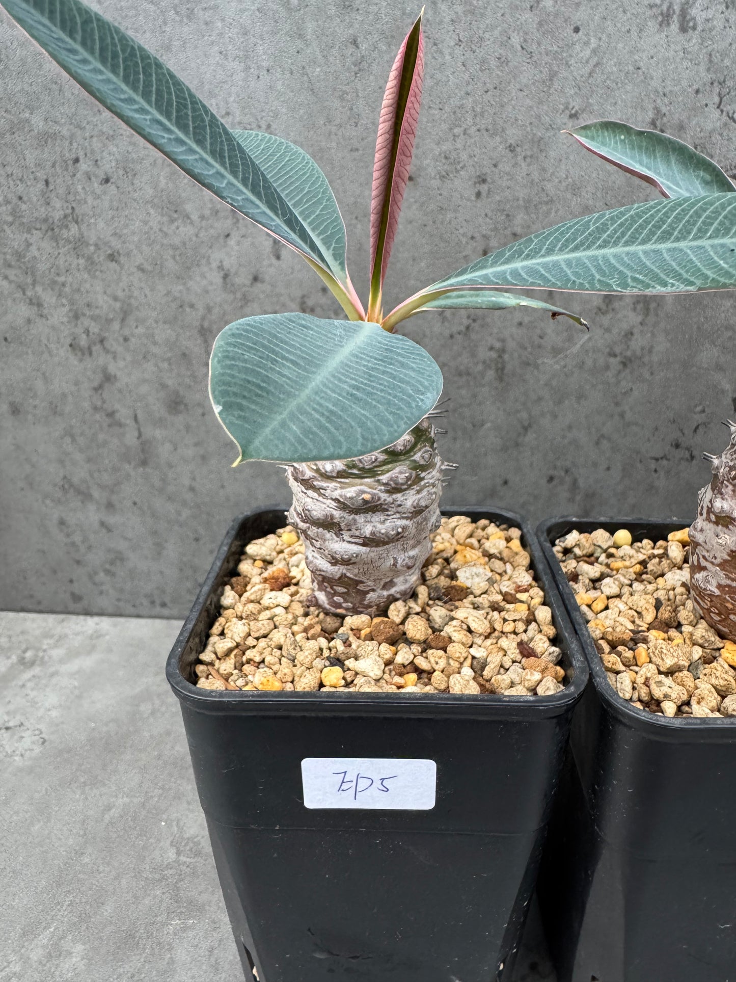 Euphorbia pachypodioides