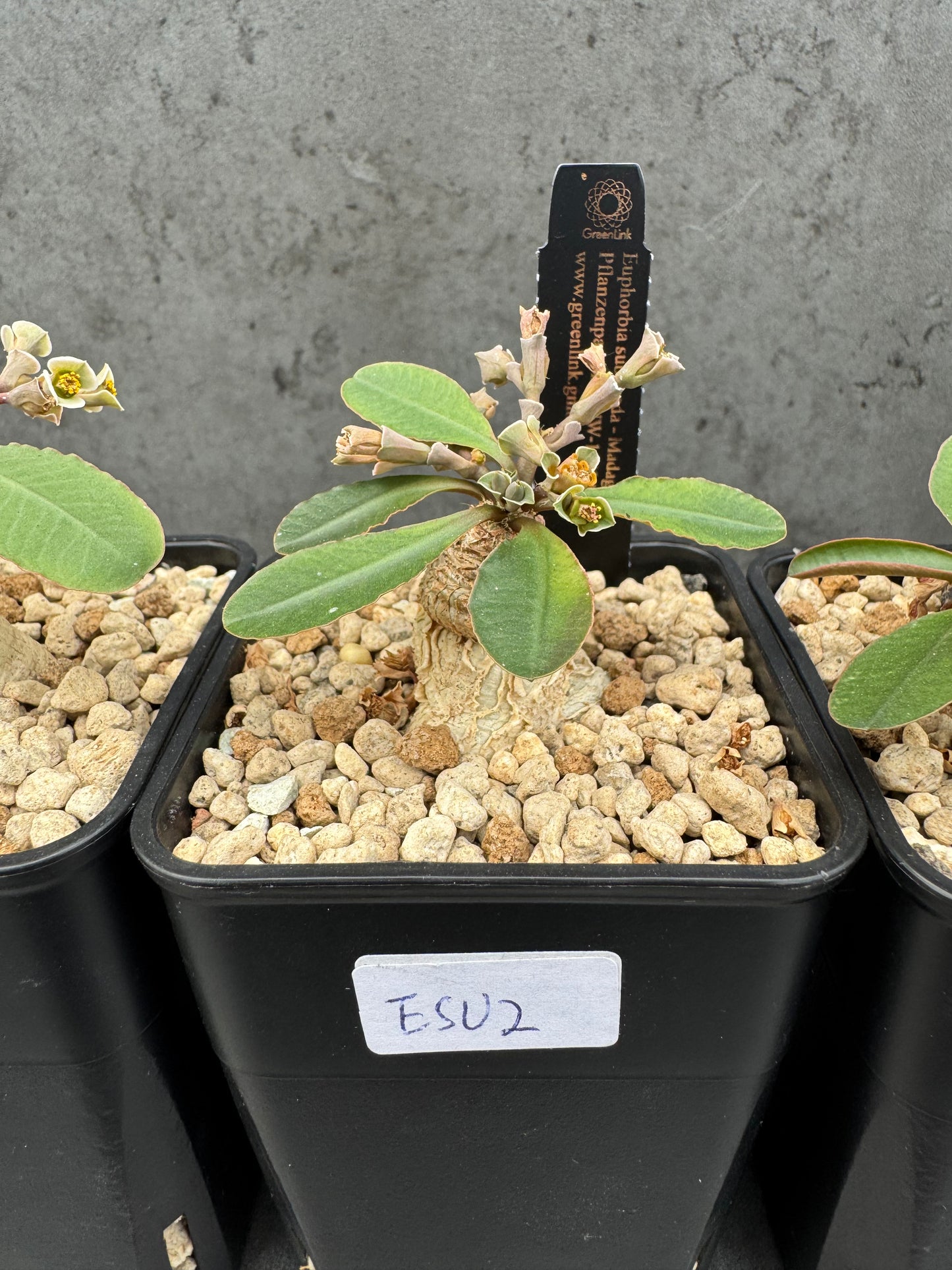 Euphorbia subapoda