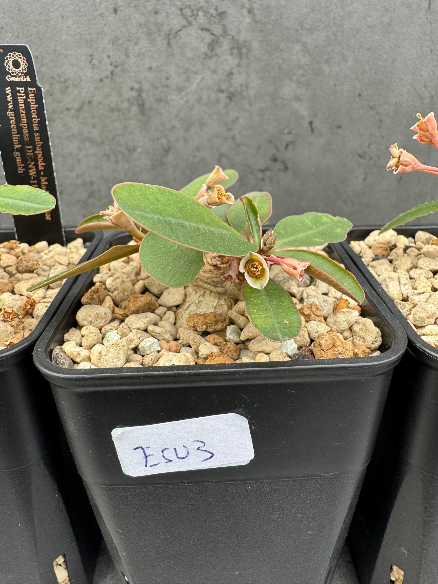 Euphorbia subapoda