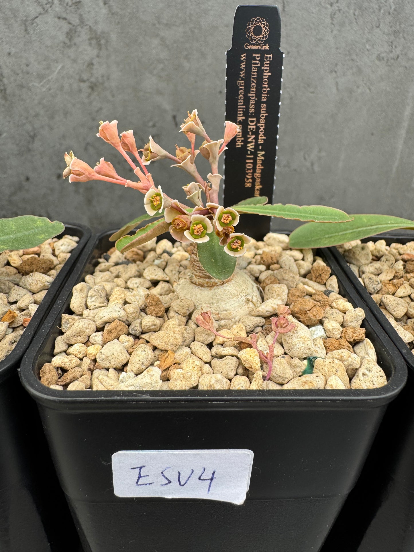 Euphorbia subapoda