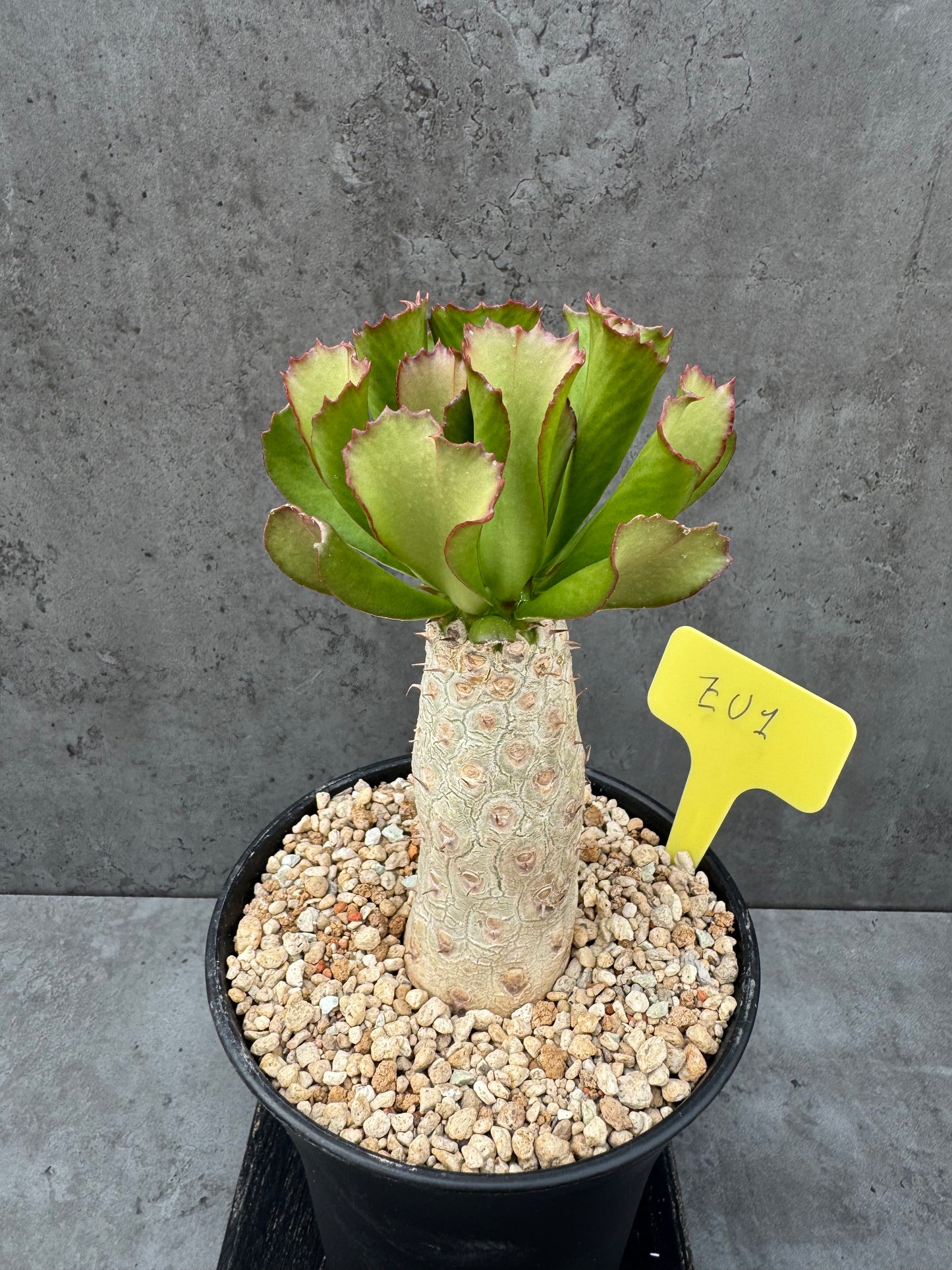 Euphorbia unispina