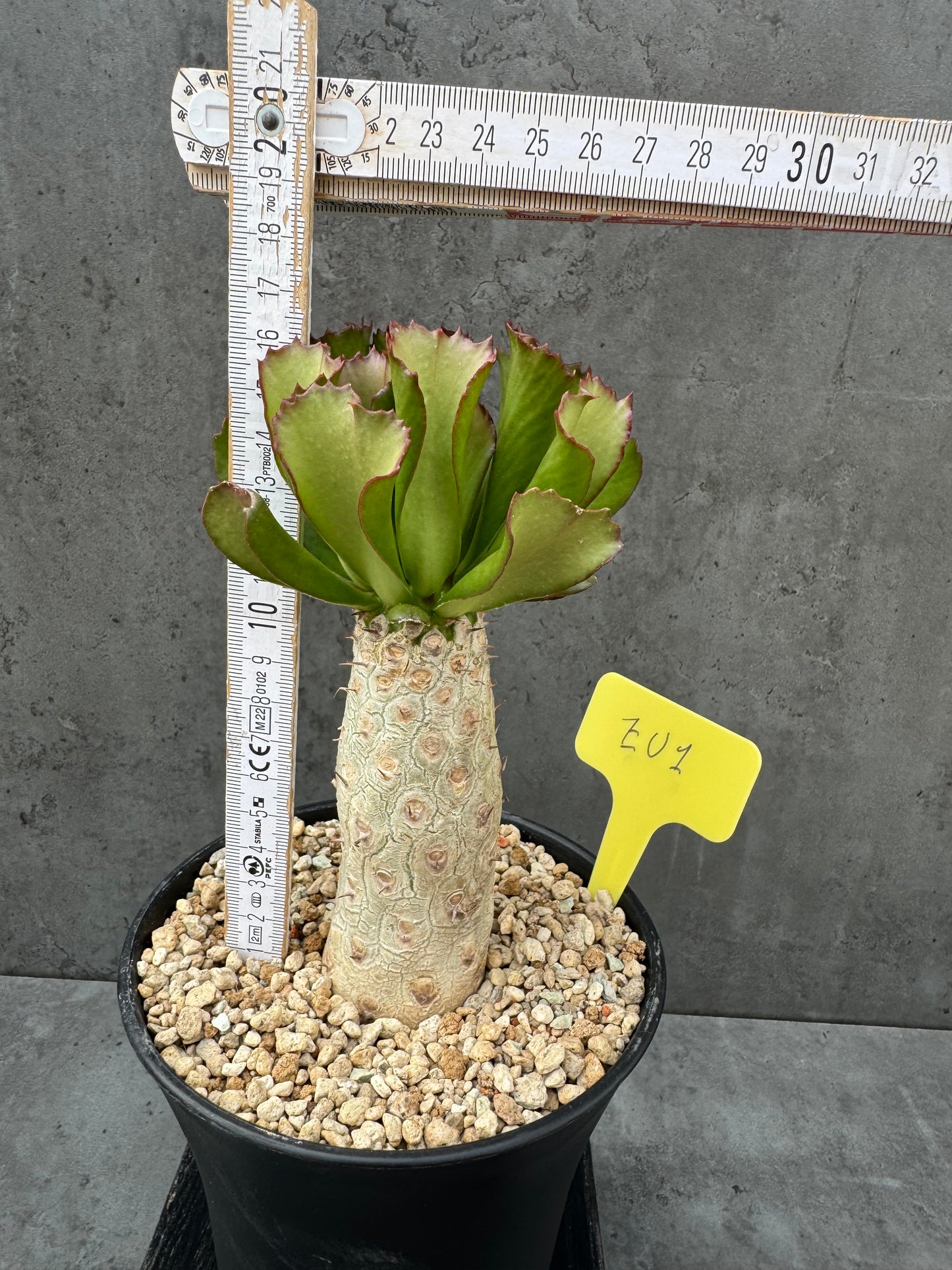 Euphorbia unispina