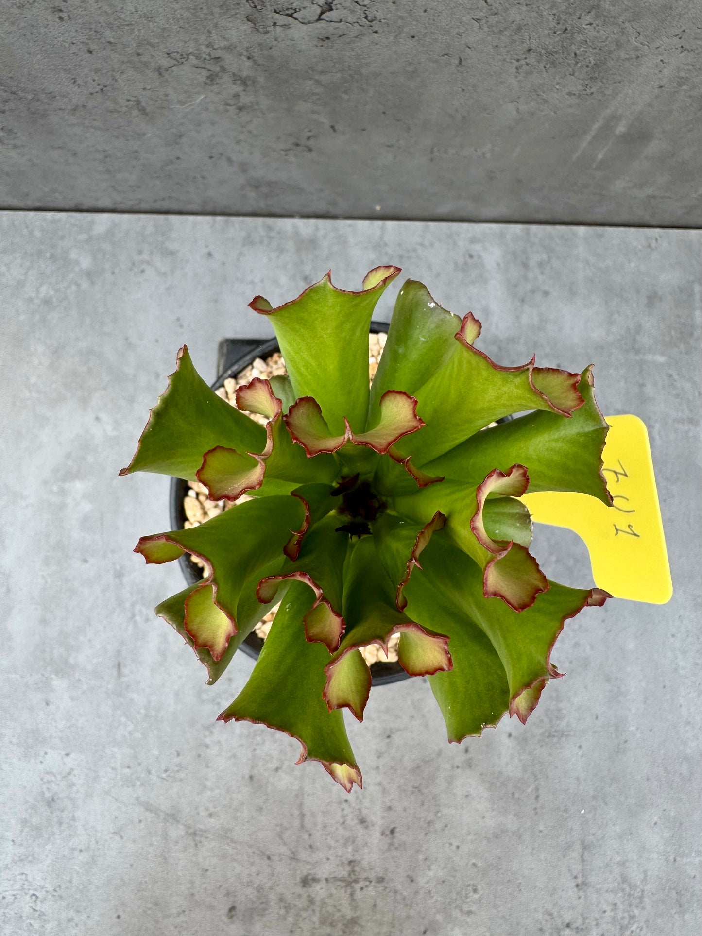 Euphorbia unispina