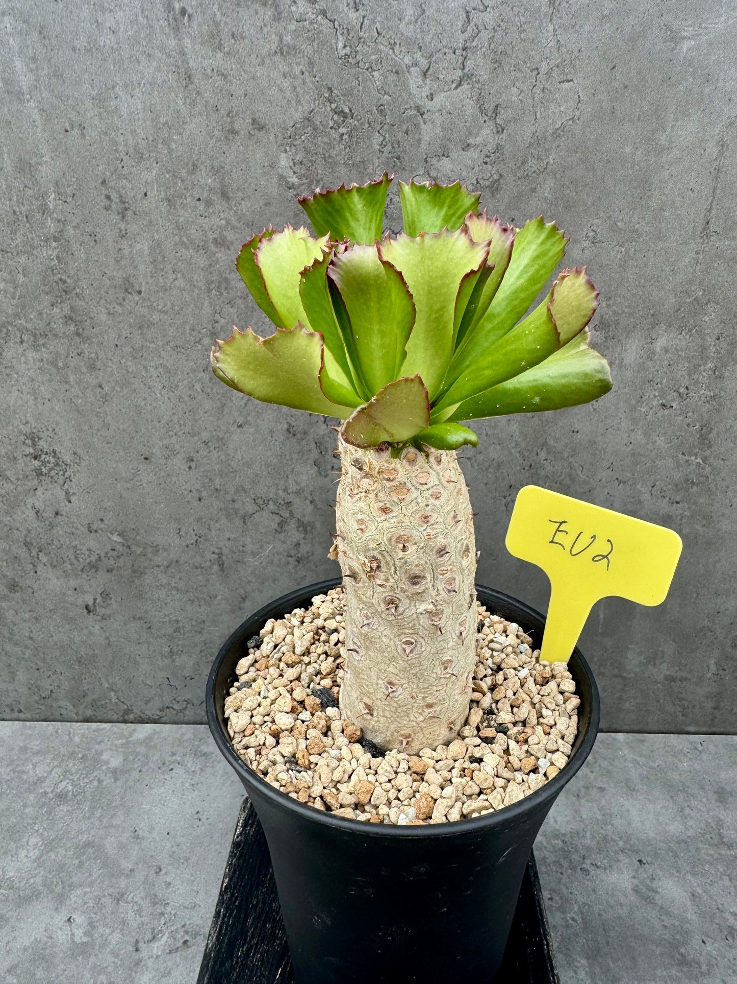 Euphorbia unispina