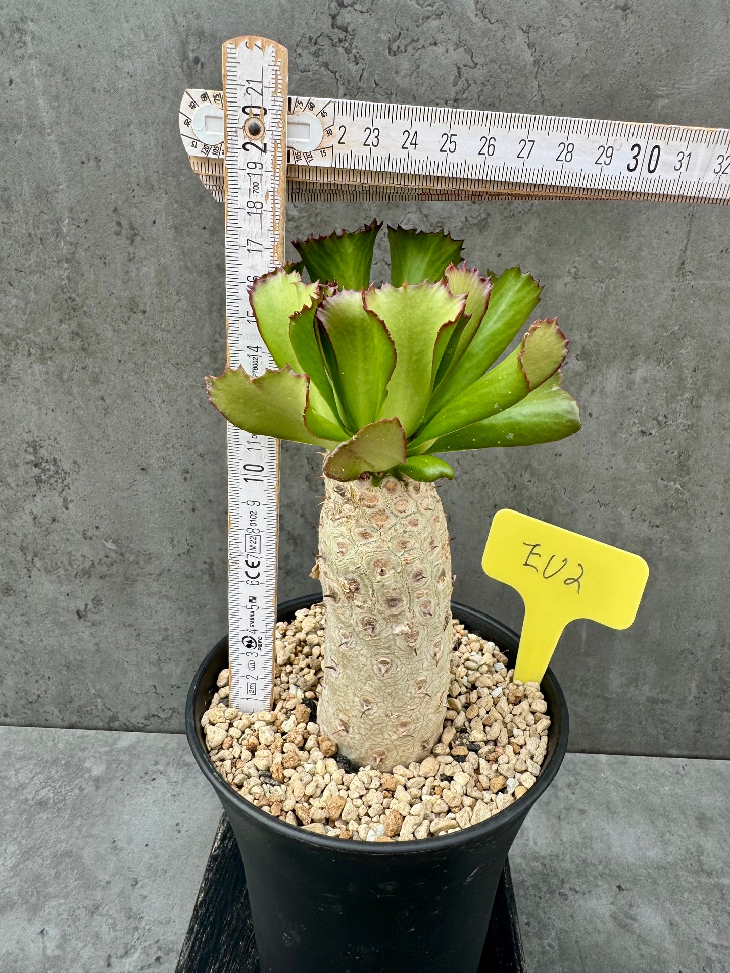 Euphorbia unispina