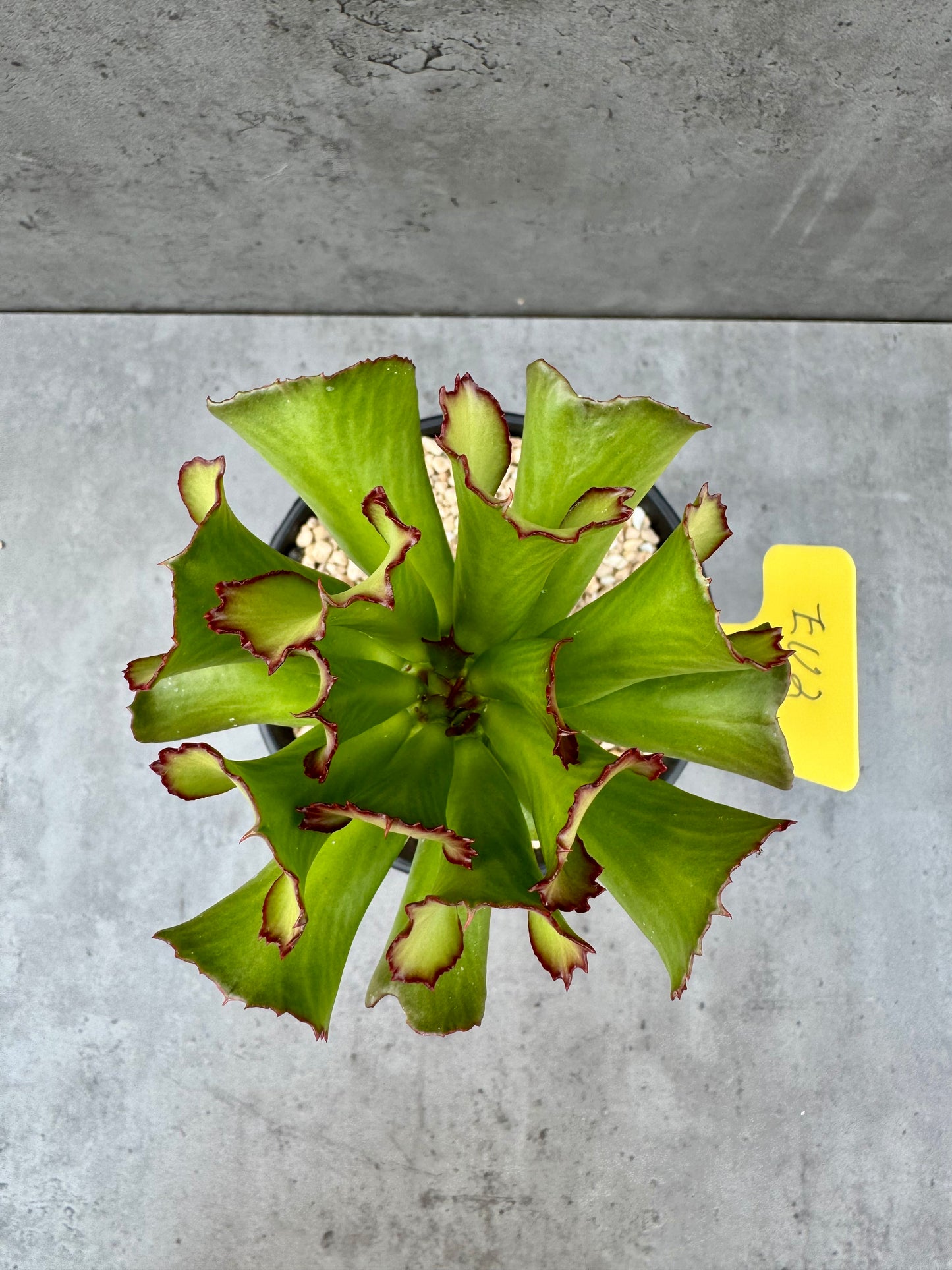 Euphorbia unispina