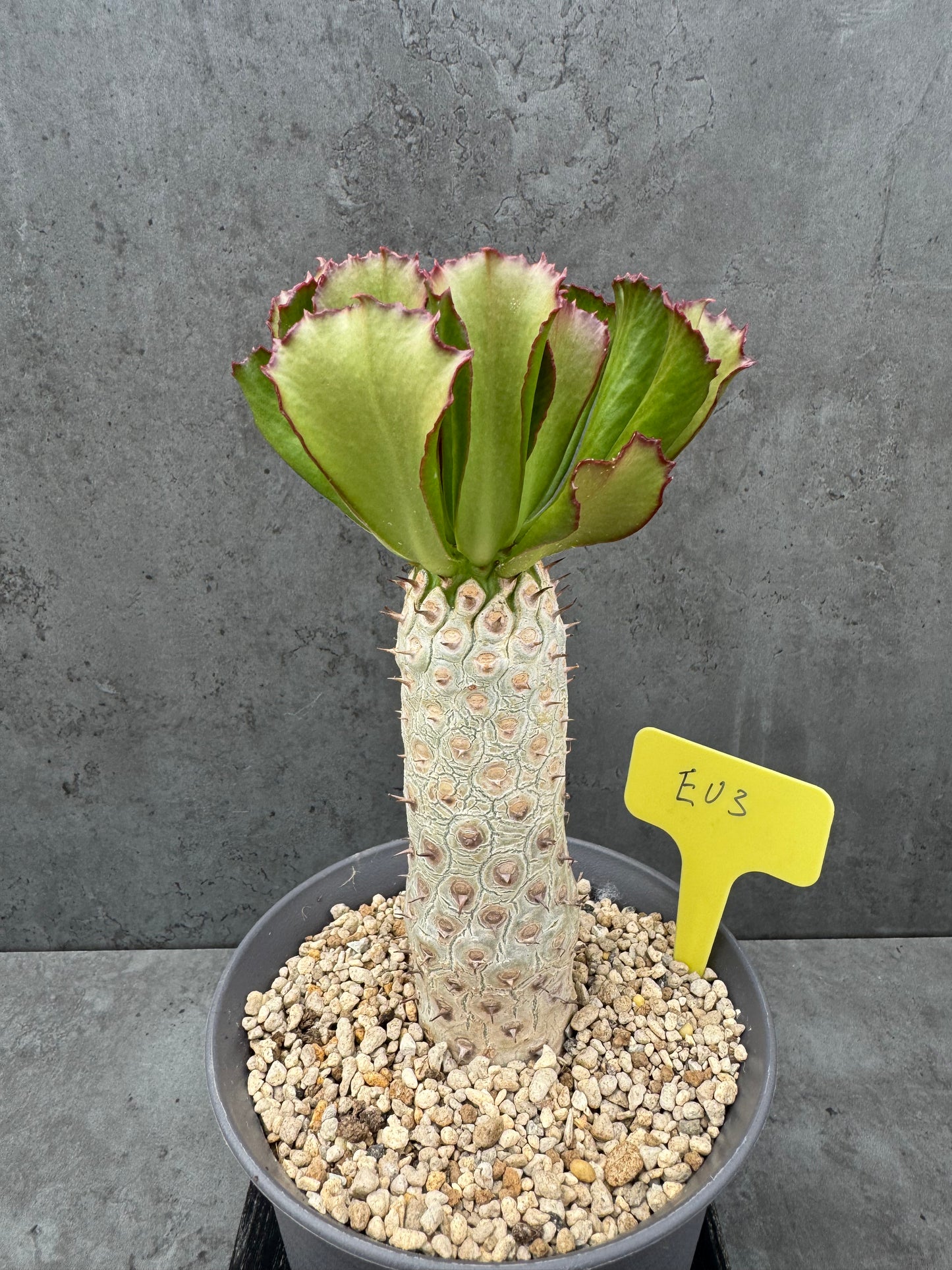 Euphorbia unispina