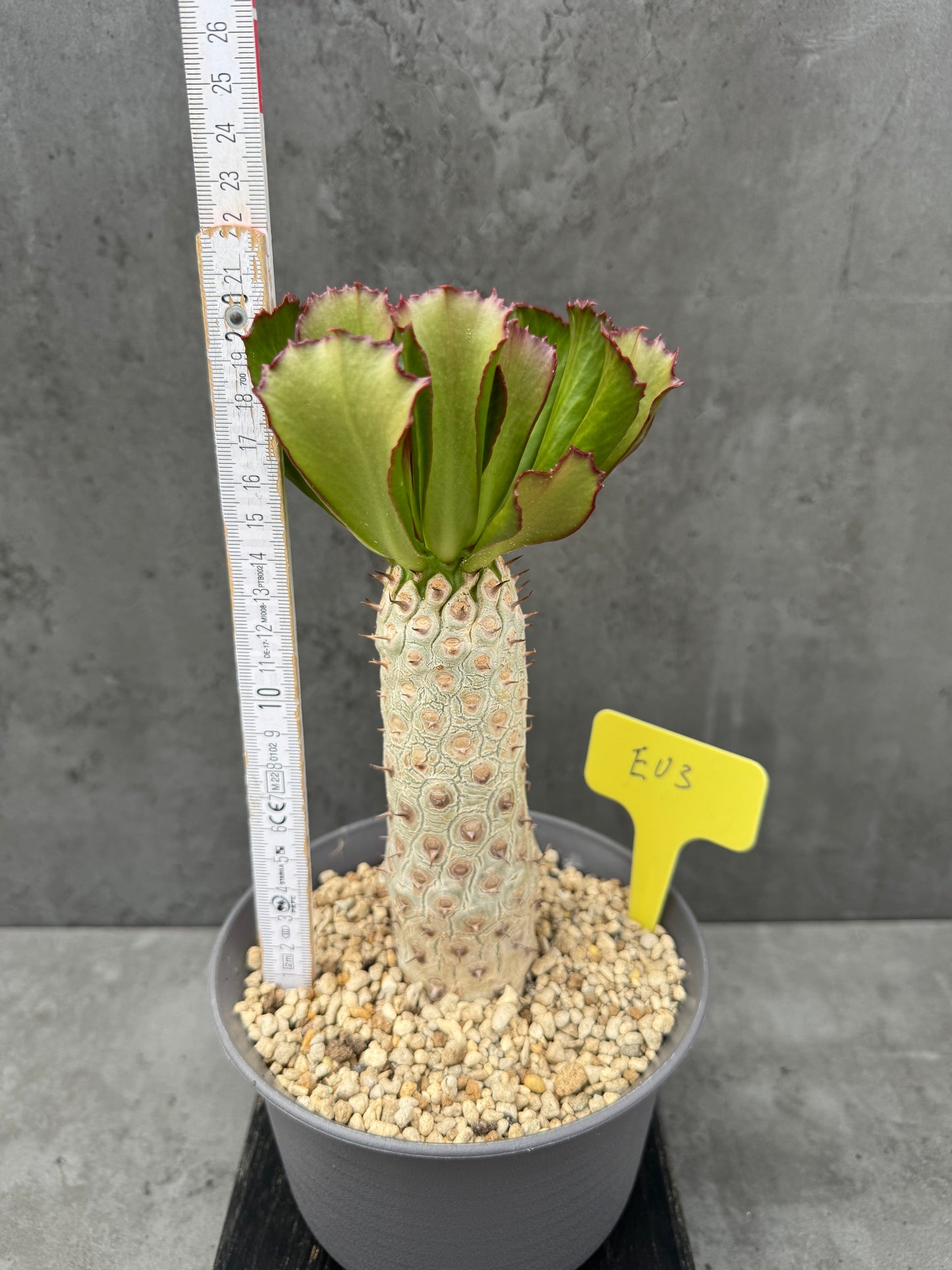 Euphorbia unispina