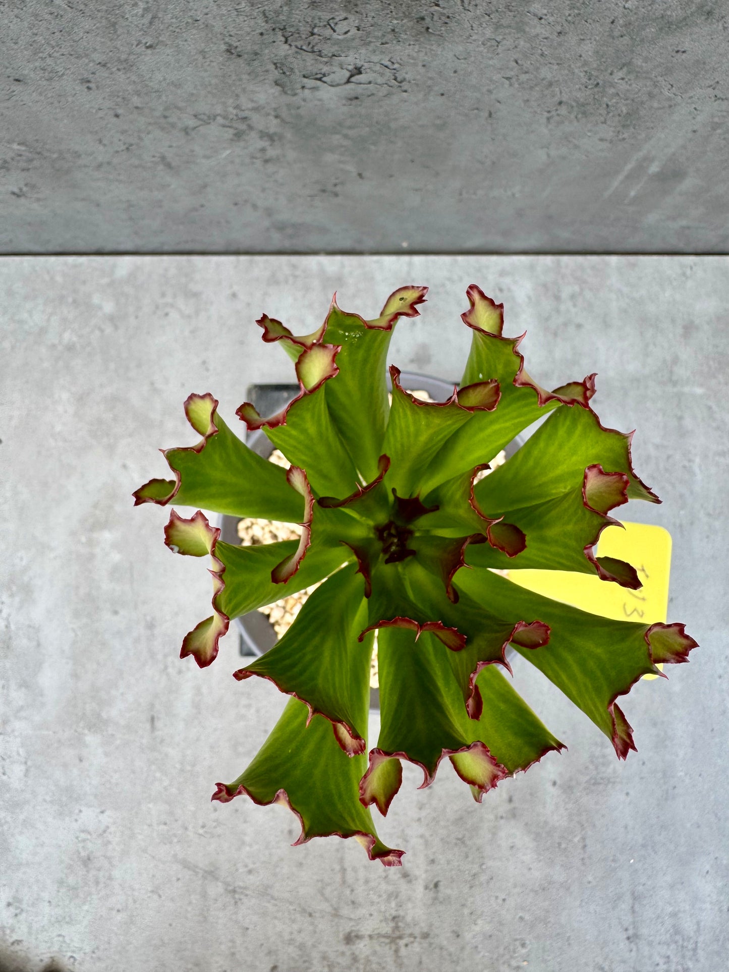 Euphorbia unispina