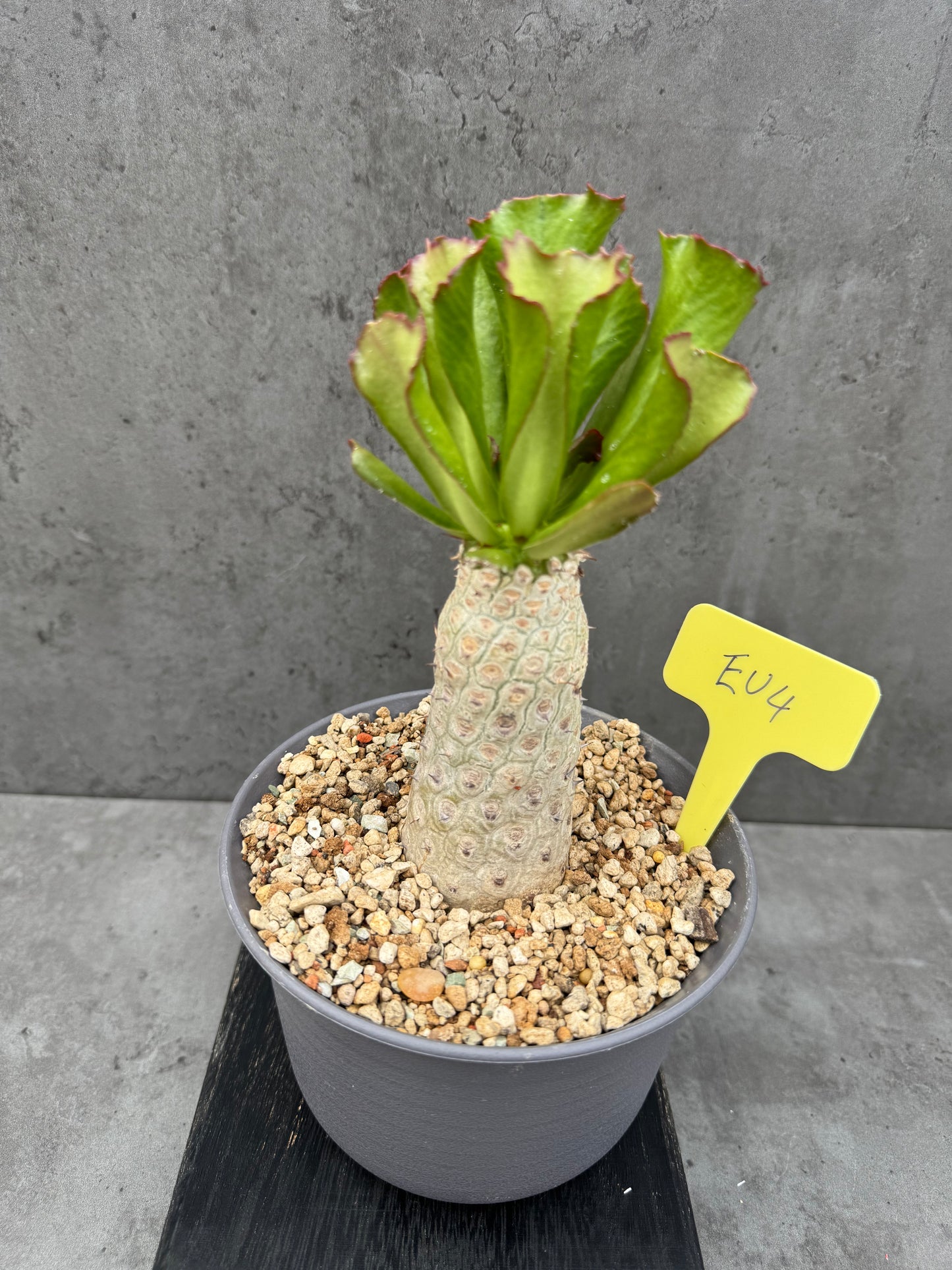 Euphorbia unispina