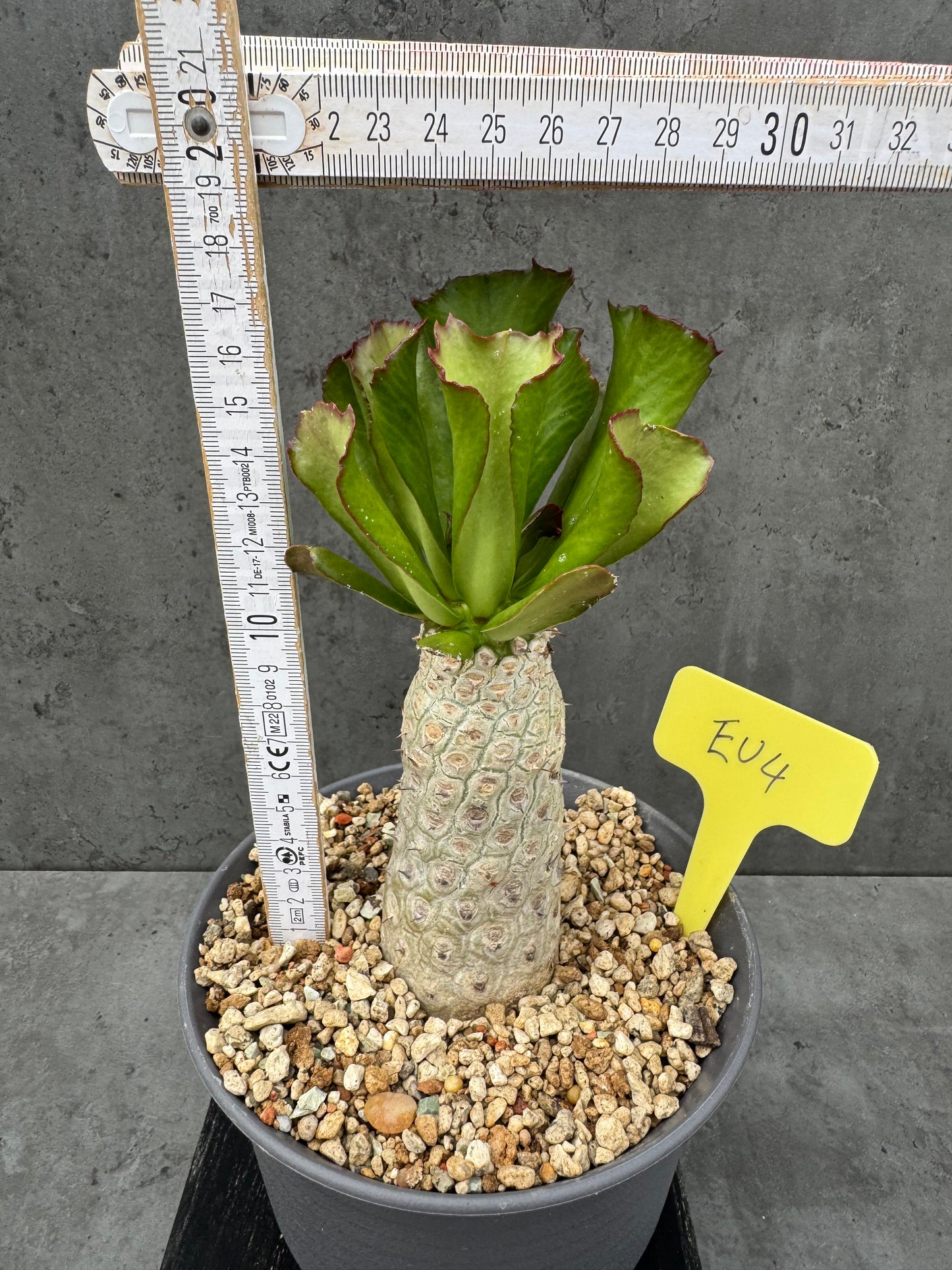Euphorbia unispina