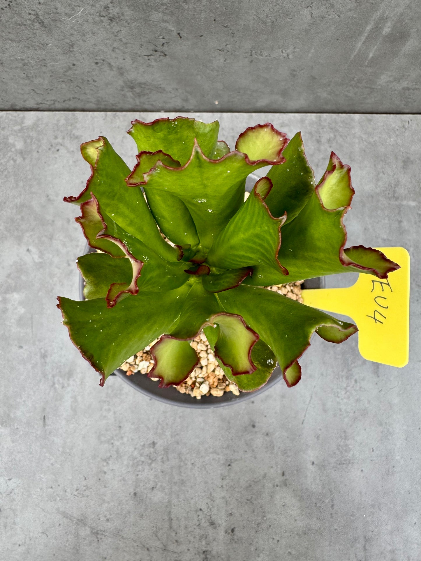 Euphorbia unispina