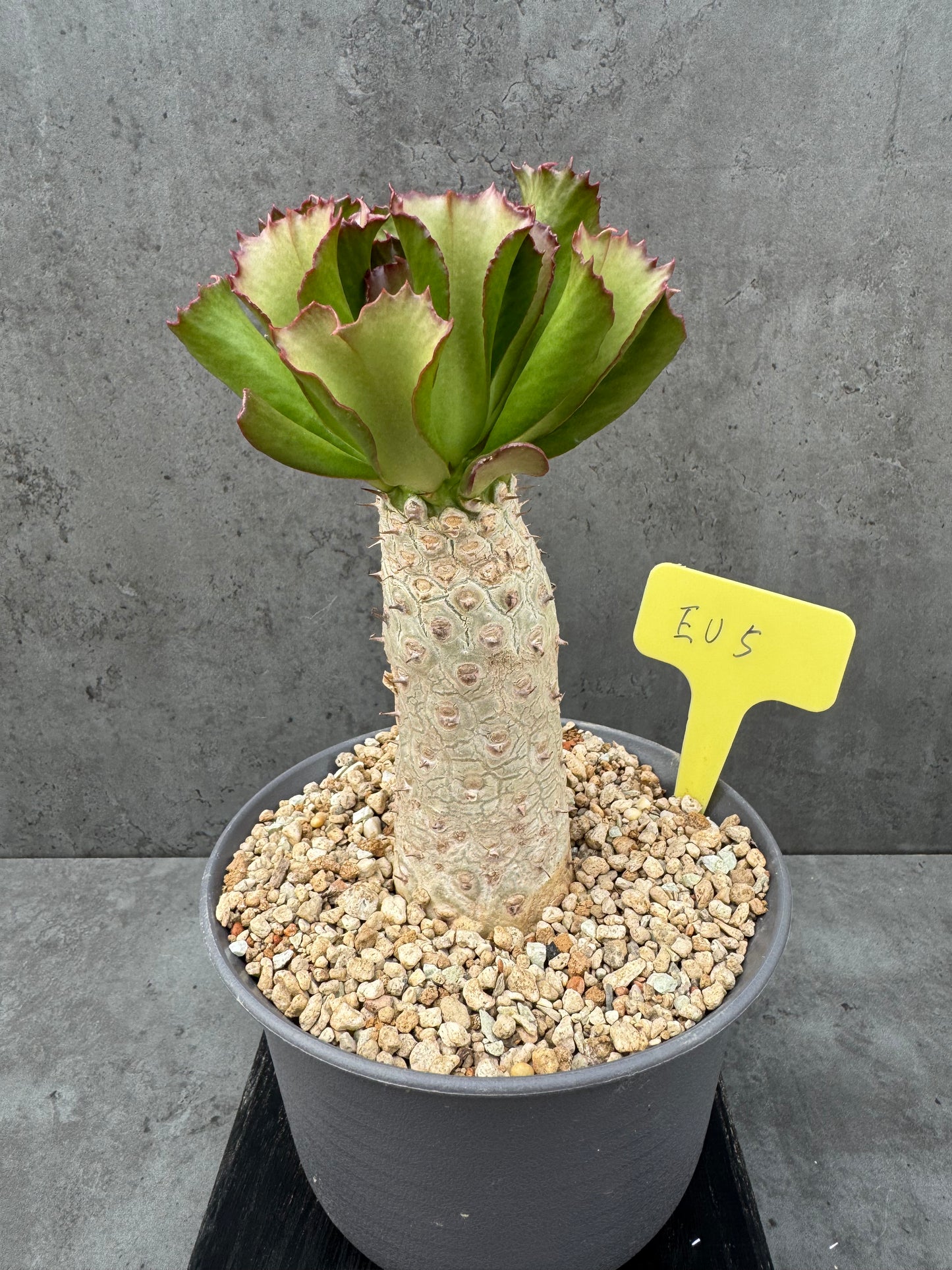 Euphorbia unispina
