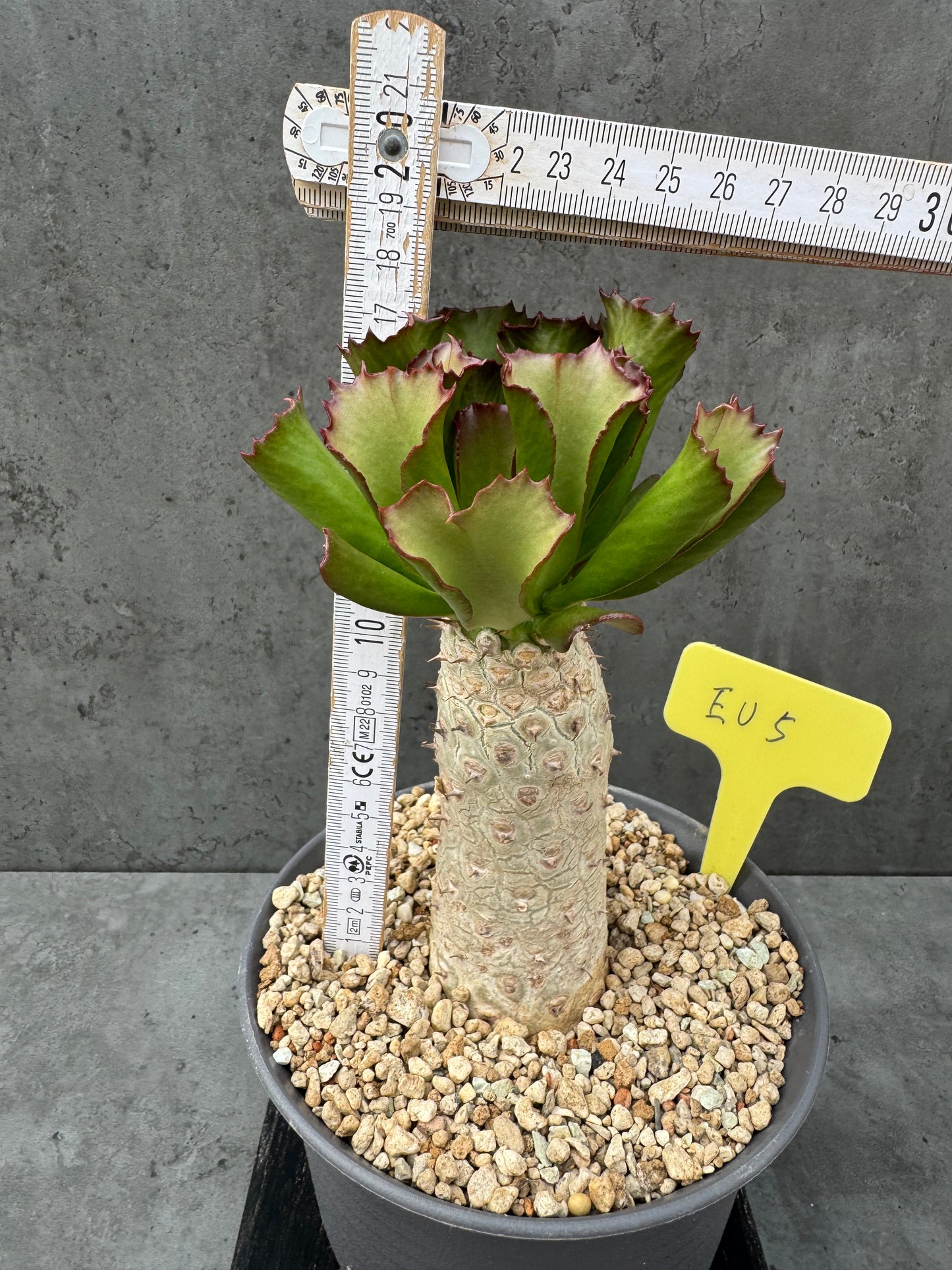 Euphorbia unispina