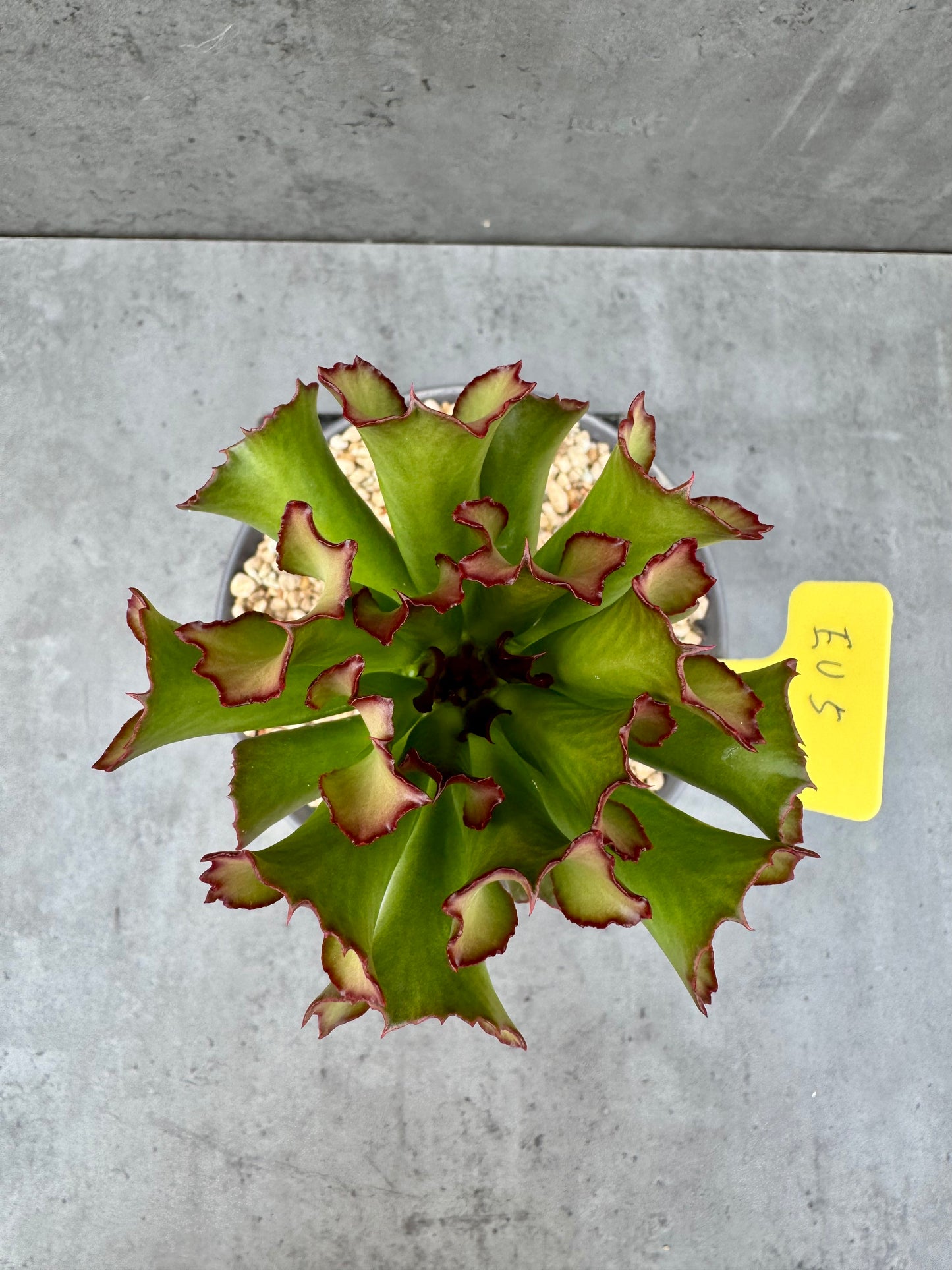Euphorbia unispina