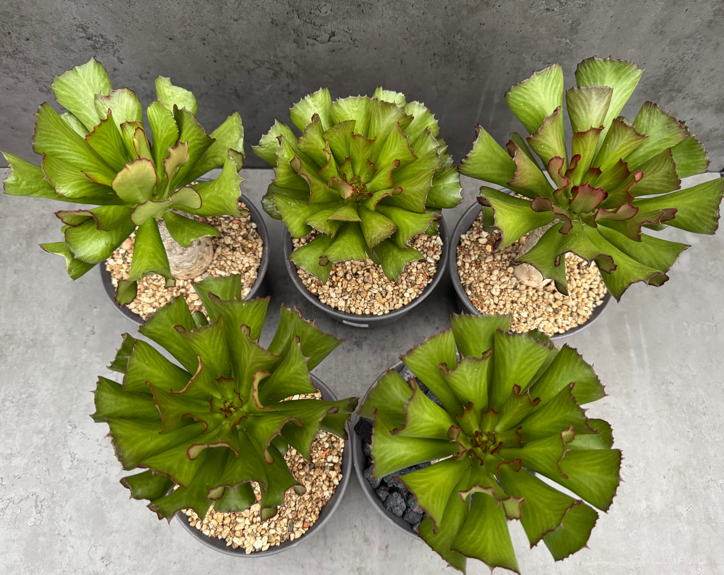 Euphorbia unispina - wurzelechte Exemplare