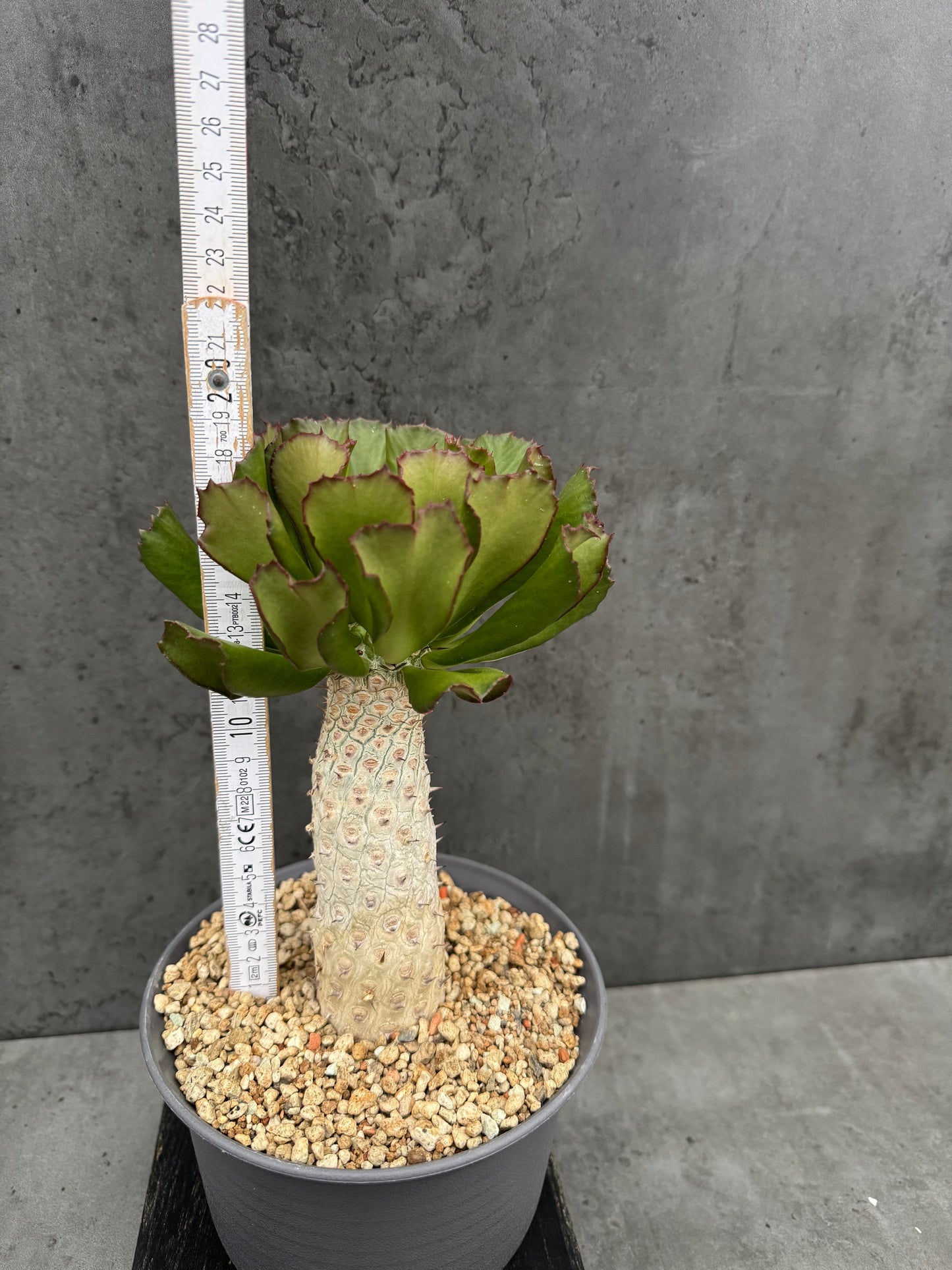 Euphorbia unispina - wurzelechte Exemplare