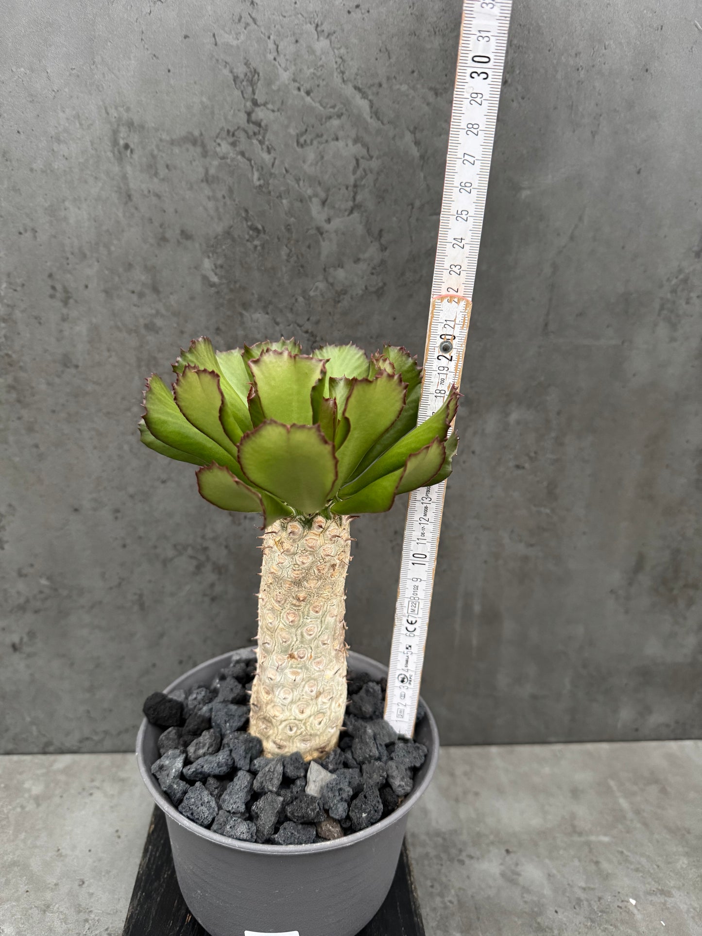 Euphorbia unispina - wurzelechte Exemplare