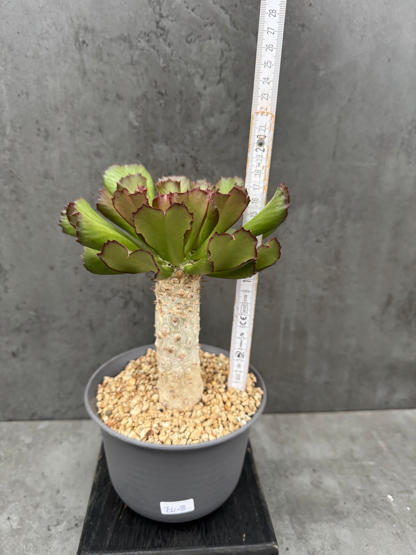 Euphorbia unispina - wurzelechte Exemplare