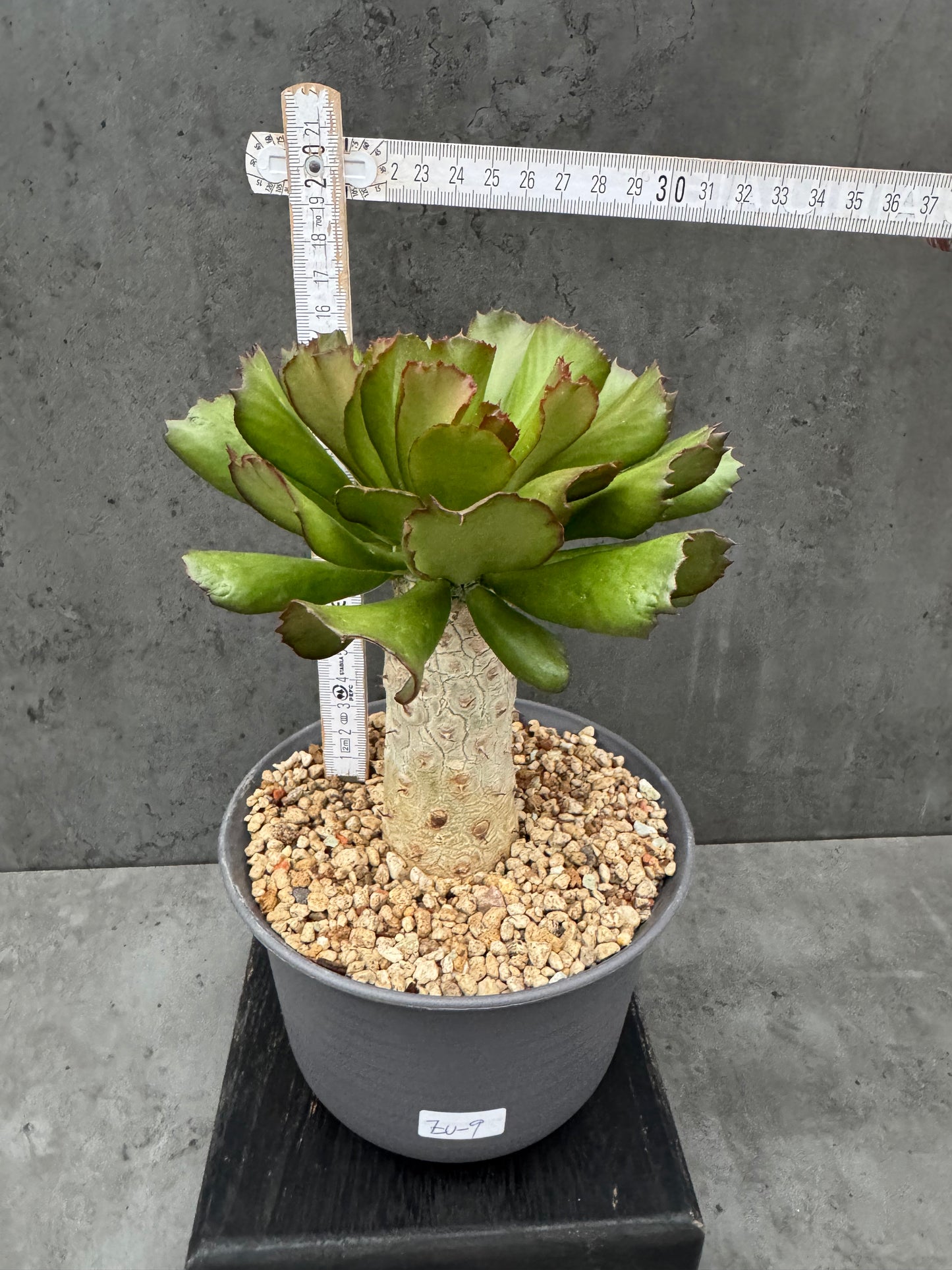 Euphorbia unispina - wurzelechte Exemplare