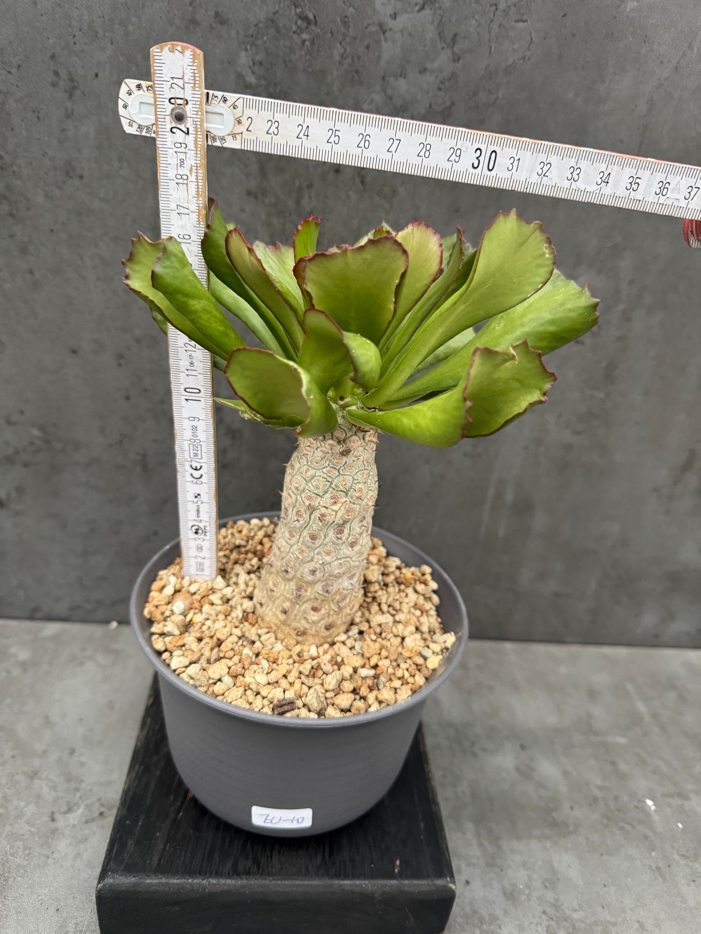 Euphorbia unispina - wurzelechte Exemplare