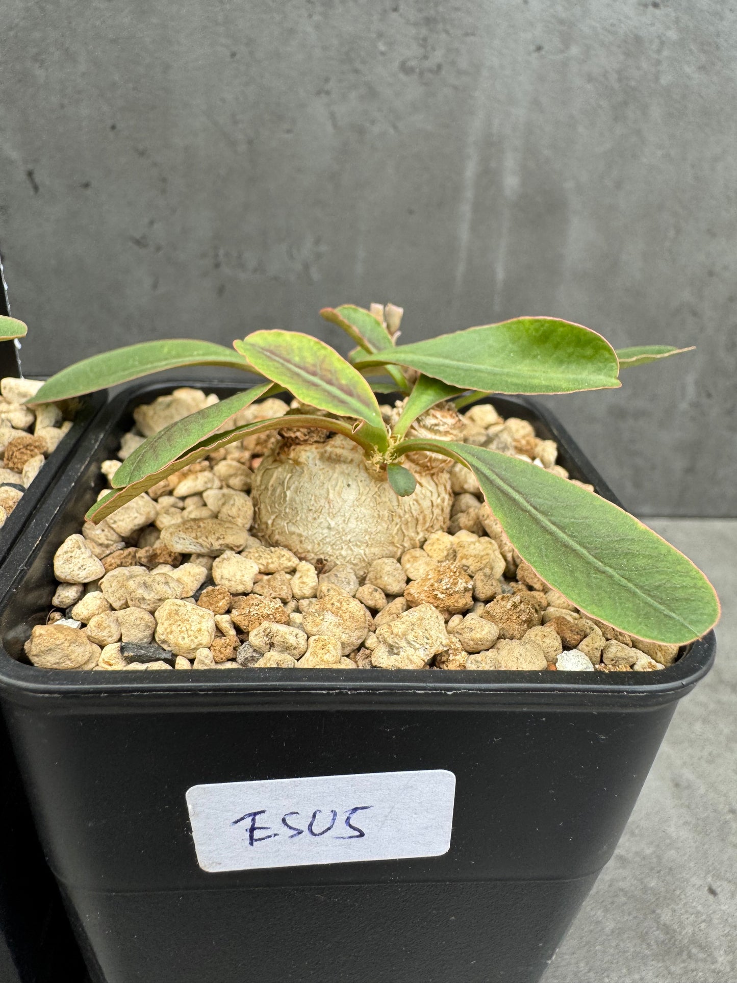Euphorbia subapoda