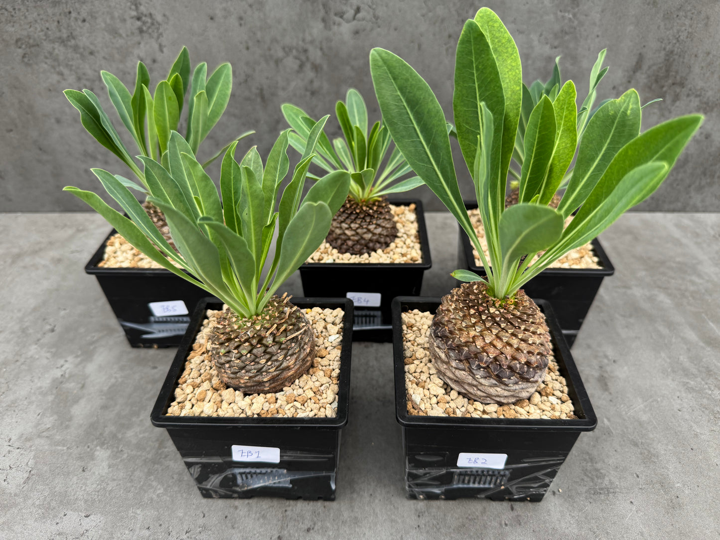 Euphorbia bupleurifolia - großes Exemplar