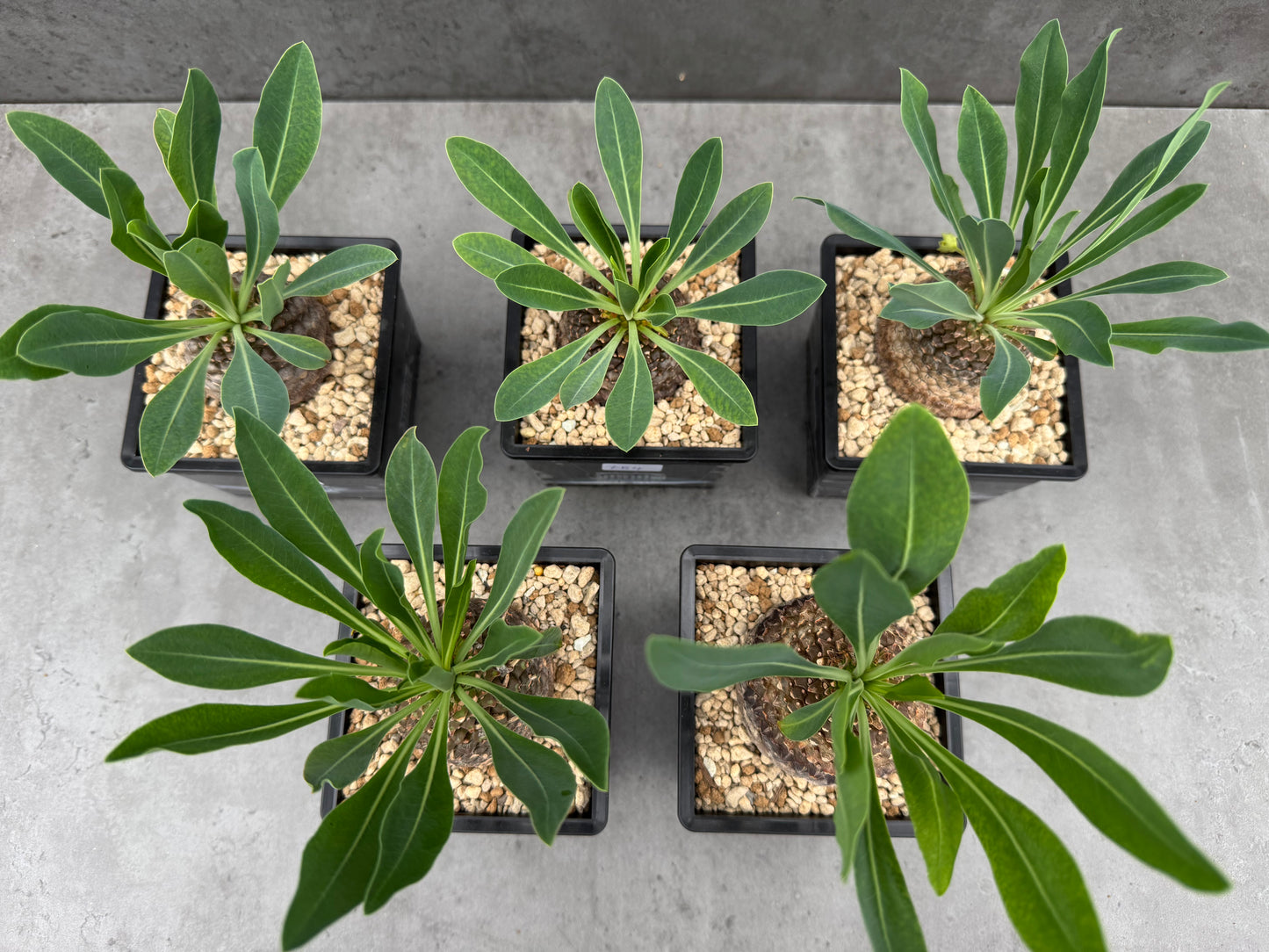 Euphorbia bupleurifolia - großes Exemplar