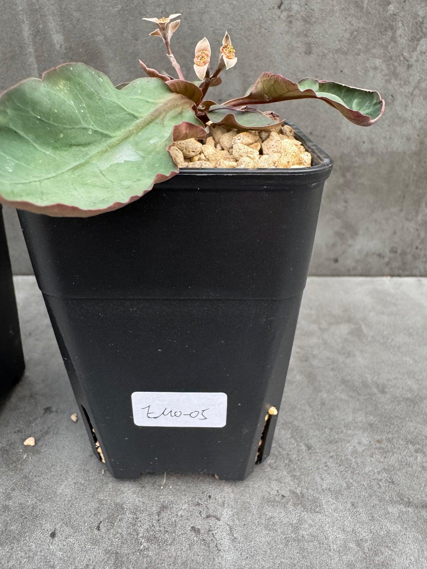 Euphorbia moratii - Rarität aus Madagaskar