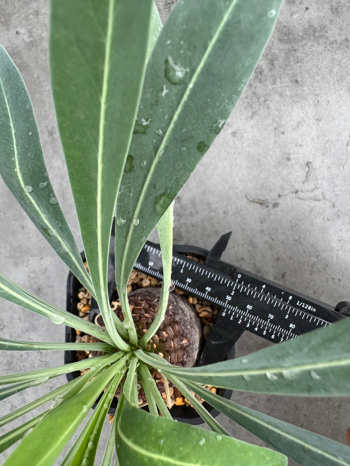 Euphorbia bupleurifolia- mittlere Größe