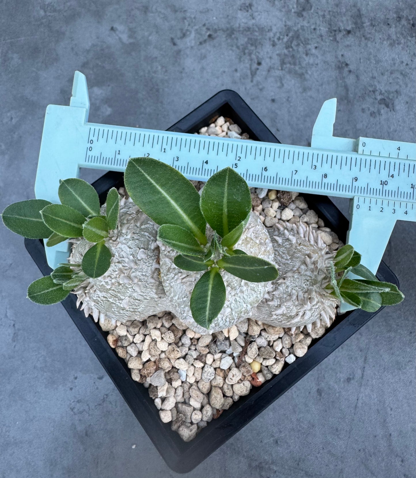 Pachypodium brevicaule – Kulturpflanzen aus deutscher Nachzucht - wurzelecht 9,2cm