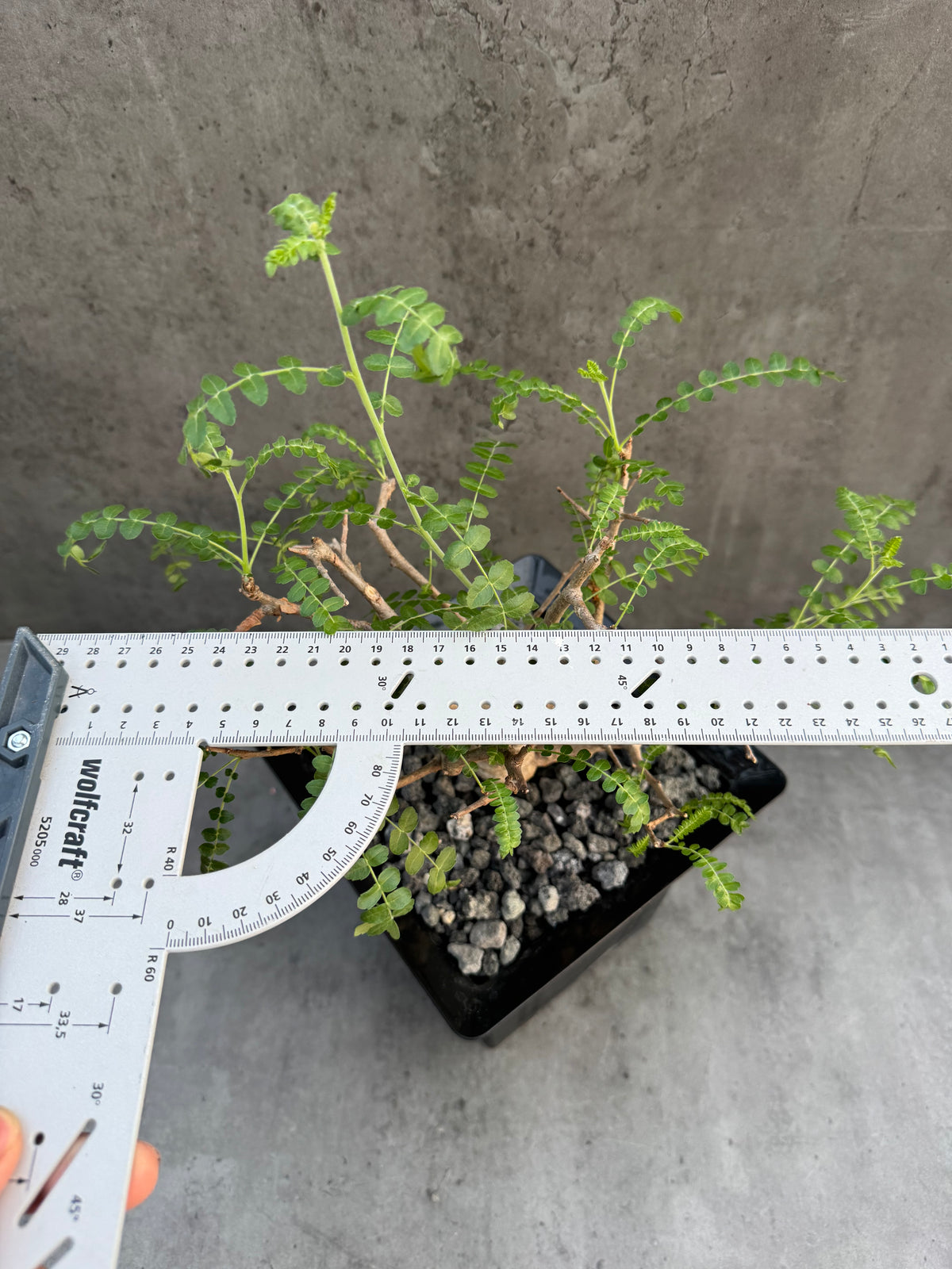 Boswellia neglecta – Afrikanischer Weihrauchbaum - XL Exemplar