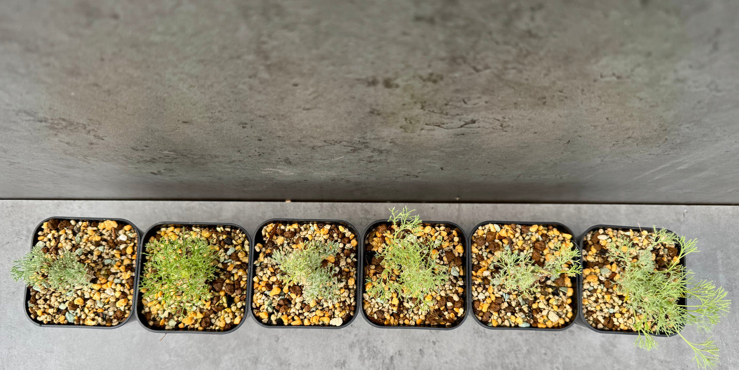 Sarcocaulon peniculinum