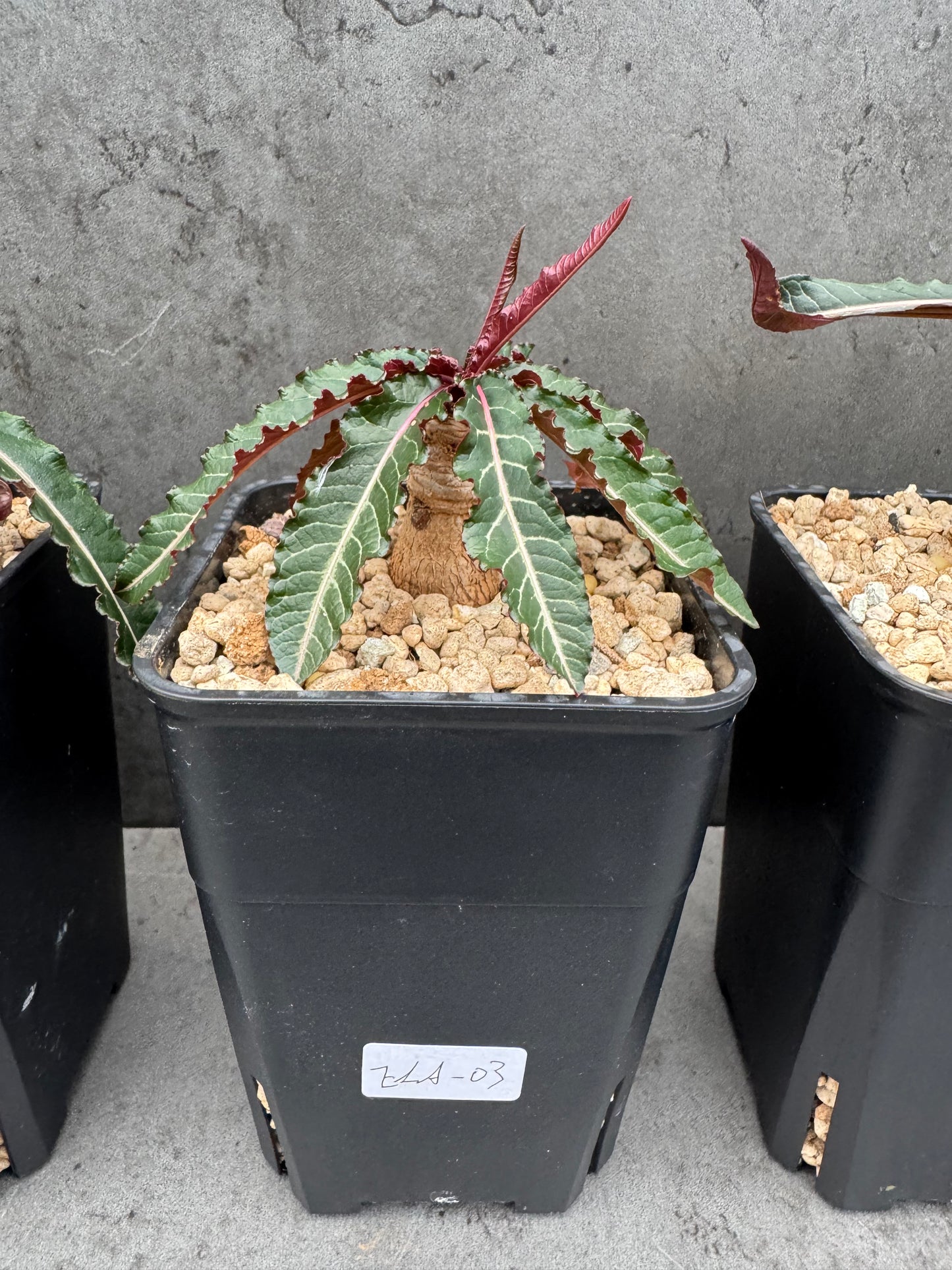 Euphorbia labatii