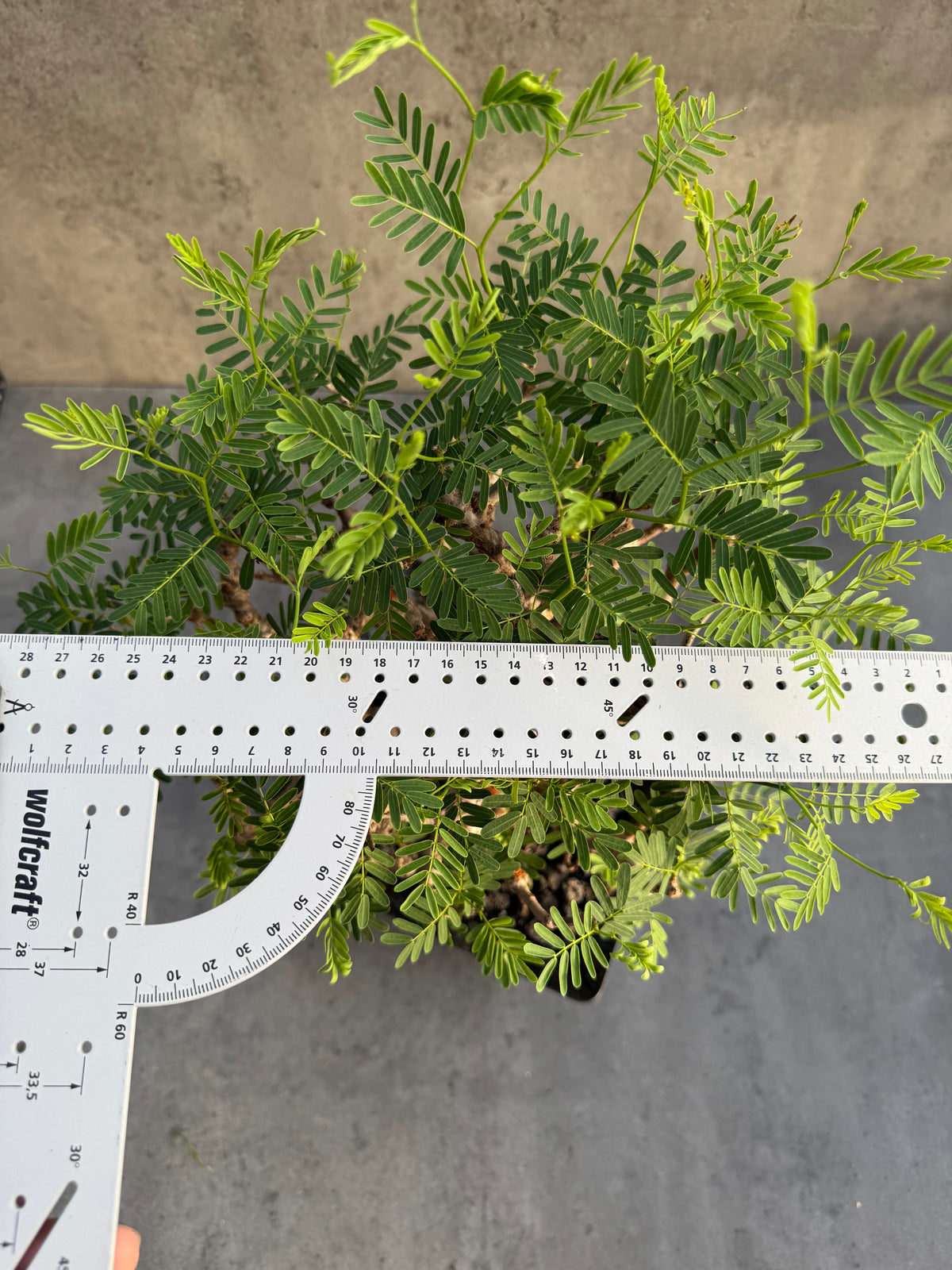 Senna meridionalis XXL - ein exklusives Exemplar!