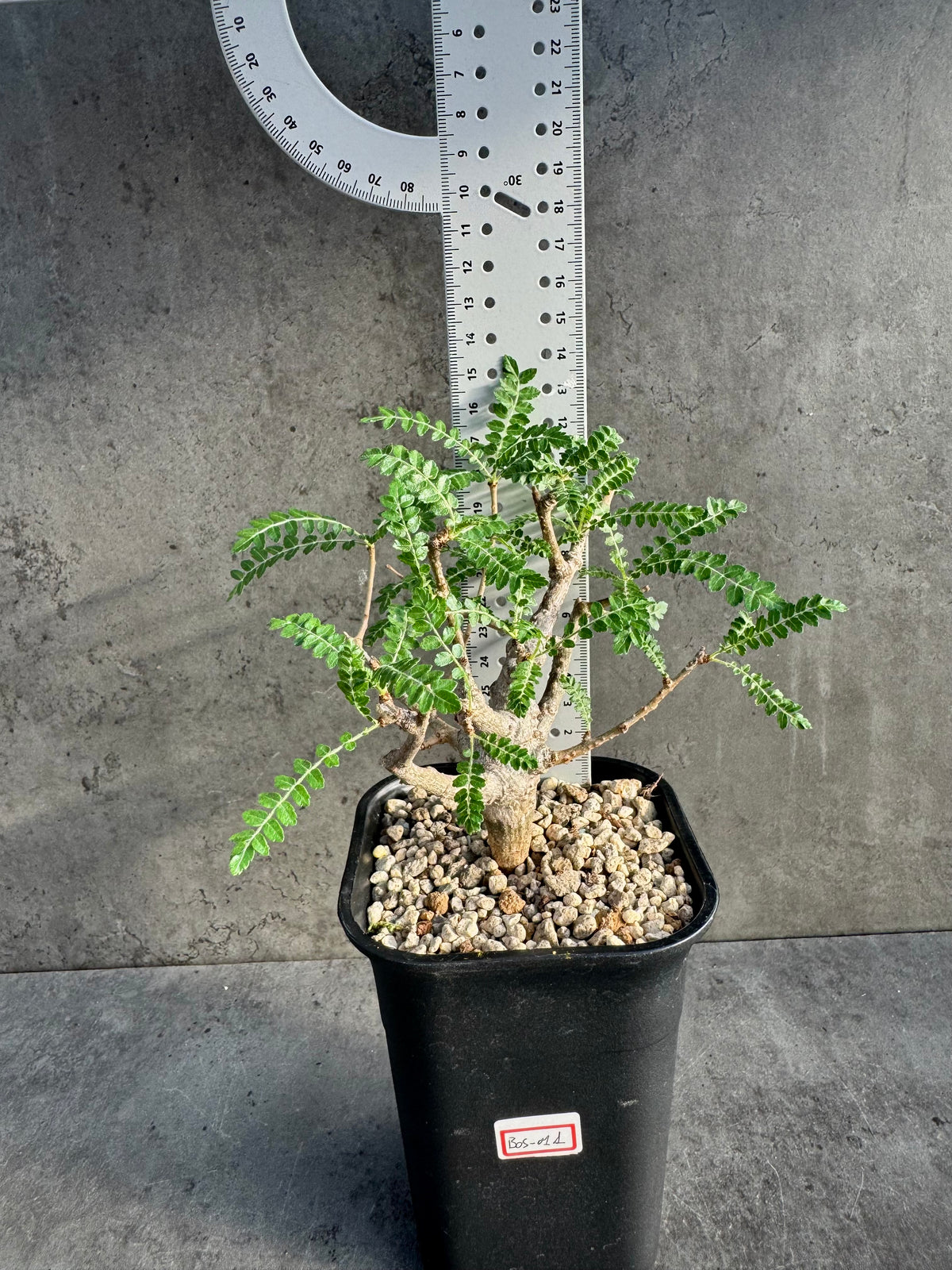 Boswellia neglecta – Afrikanischer Weihrauchbaum - L Exemplar