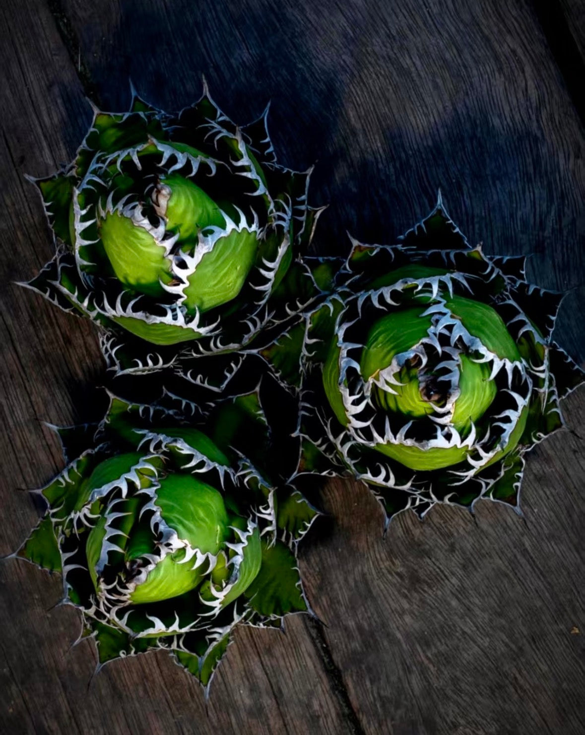 Agave horrida