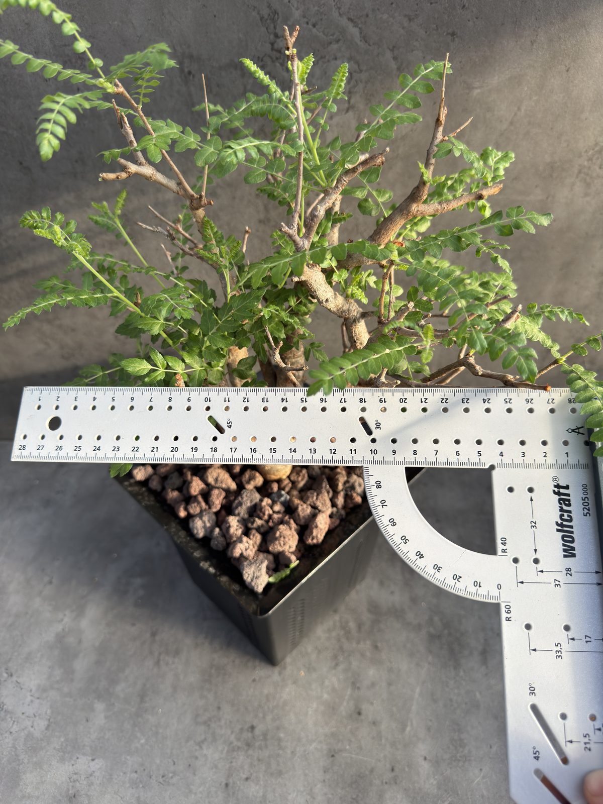 Boswellia neglecta – Afrikanischer Weihrauchbaum - XXL Exemplar