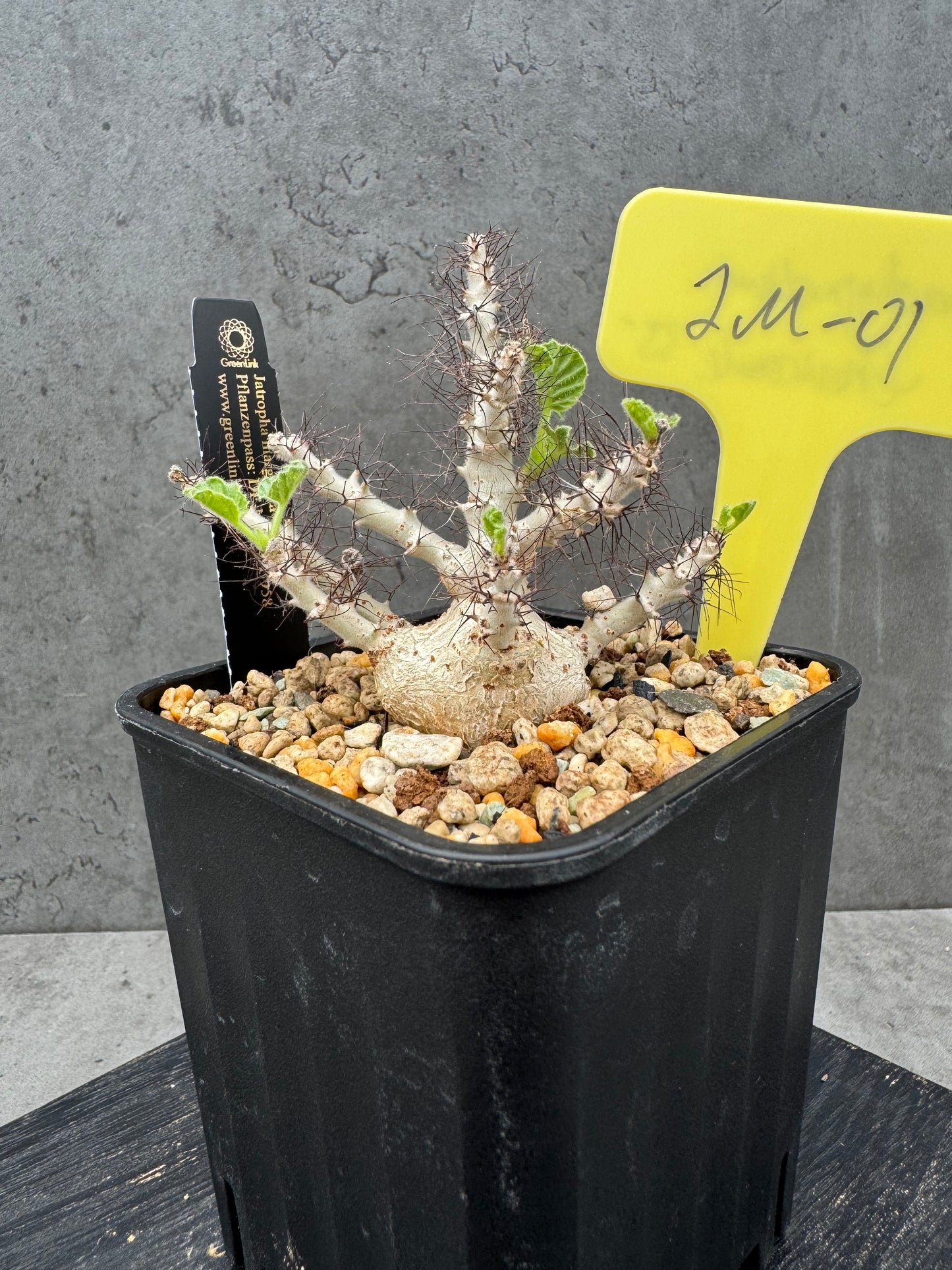 Jatropha marginata