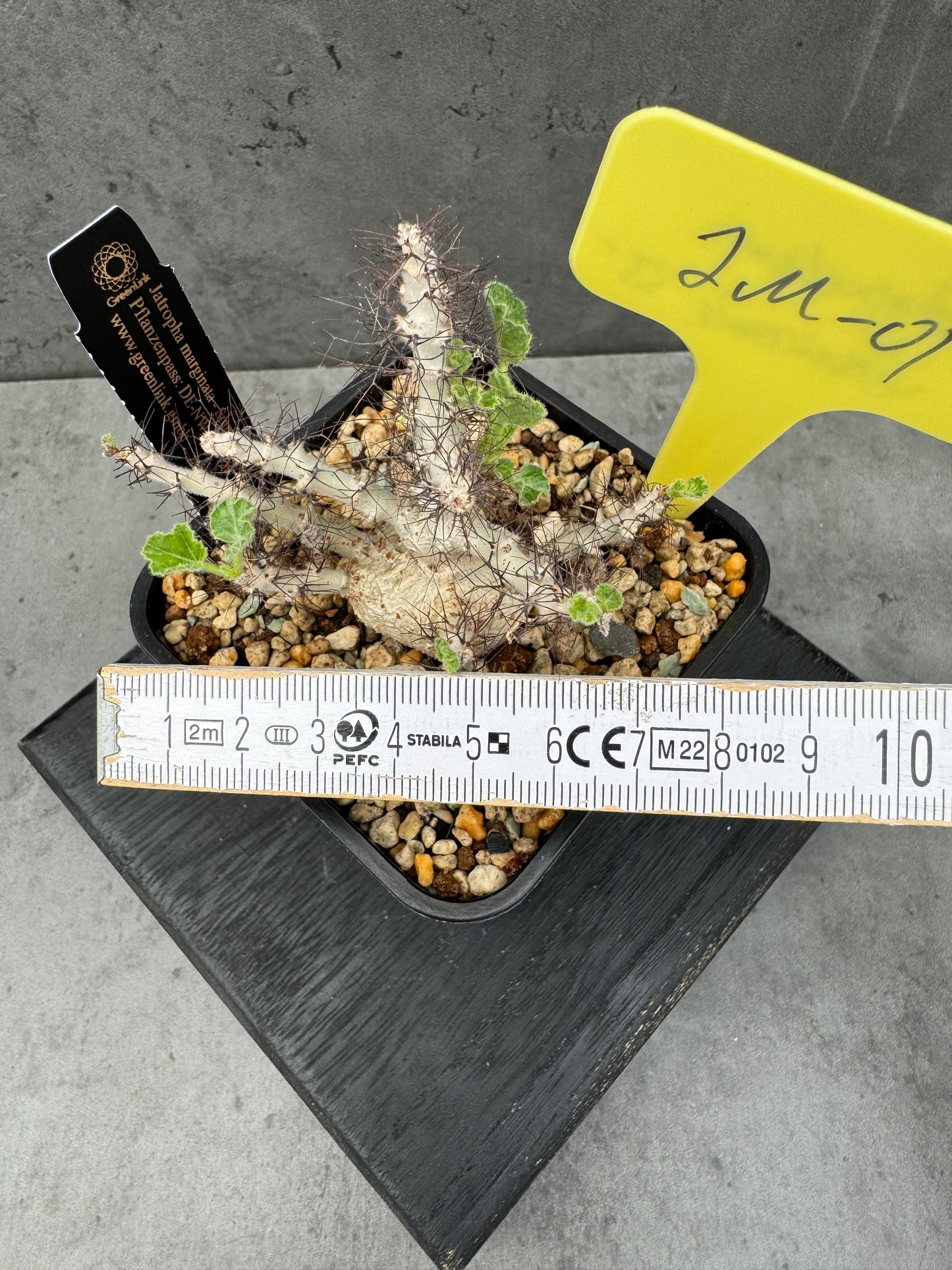 Jatropha marginata