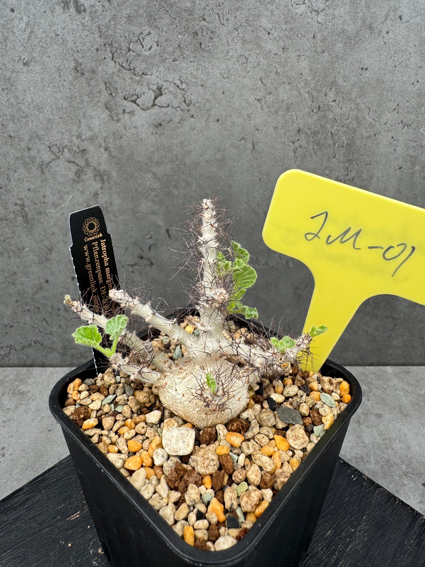Jatropha marginata
