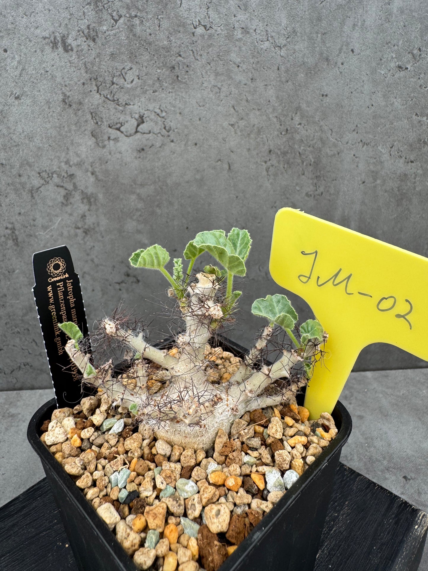 Jatropha marginata