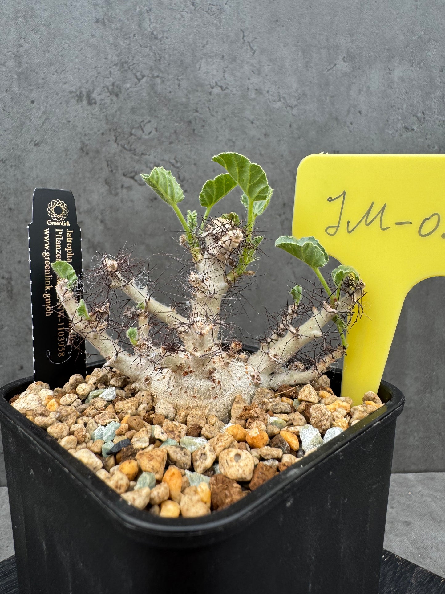 Jatropha marginata