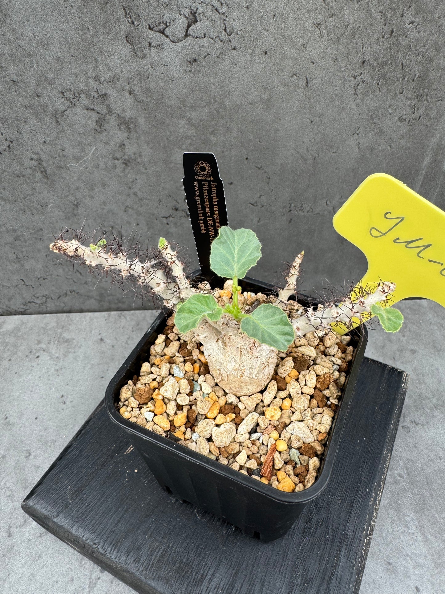 Jatropha marginata