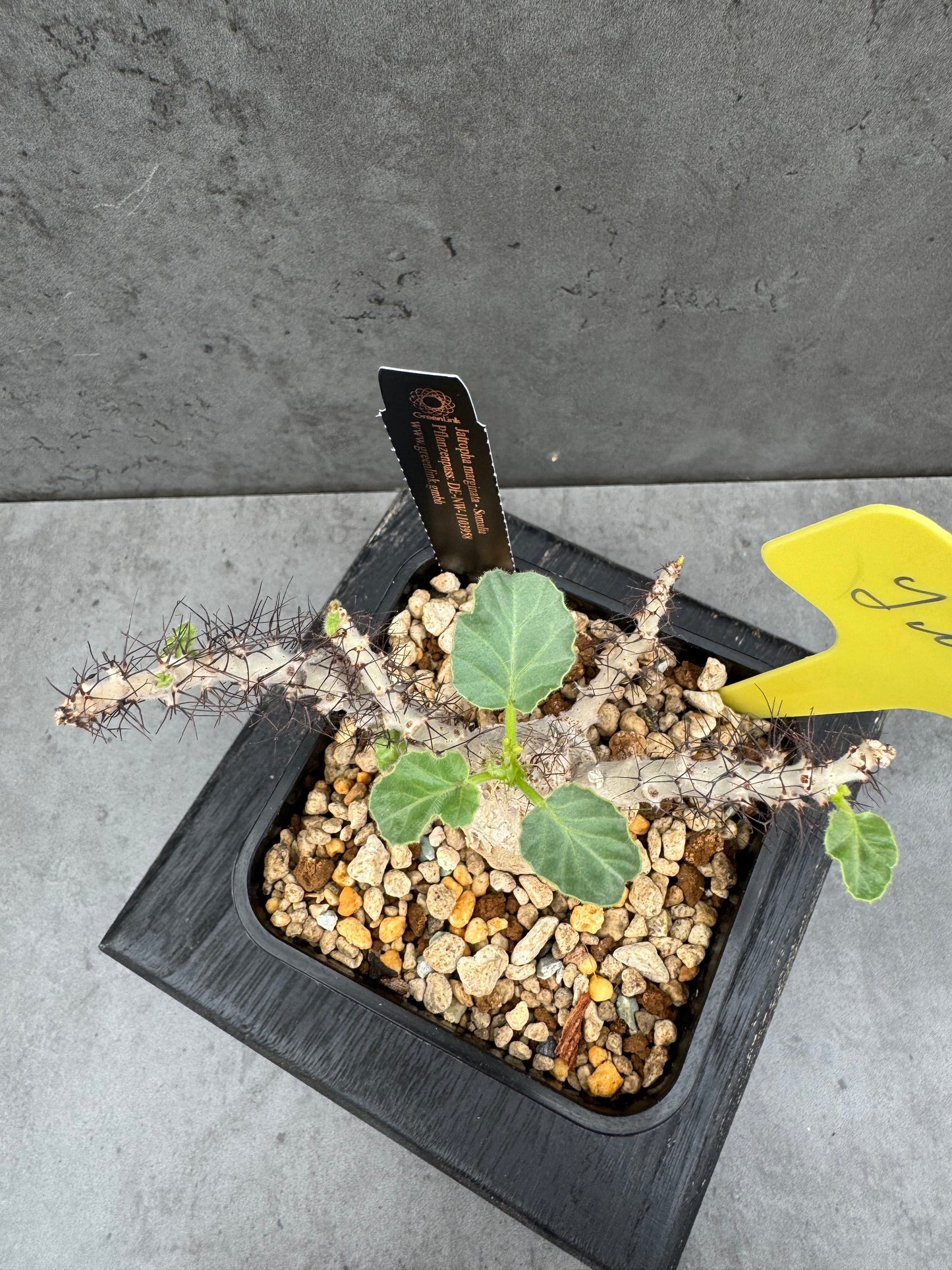 Jatropha marginata