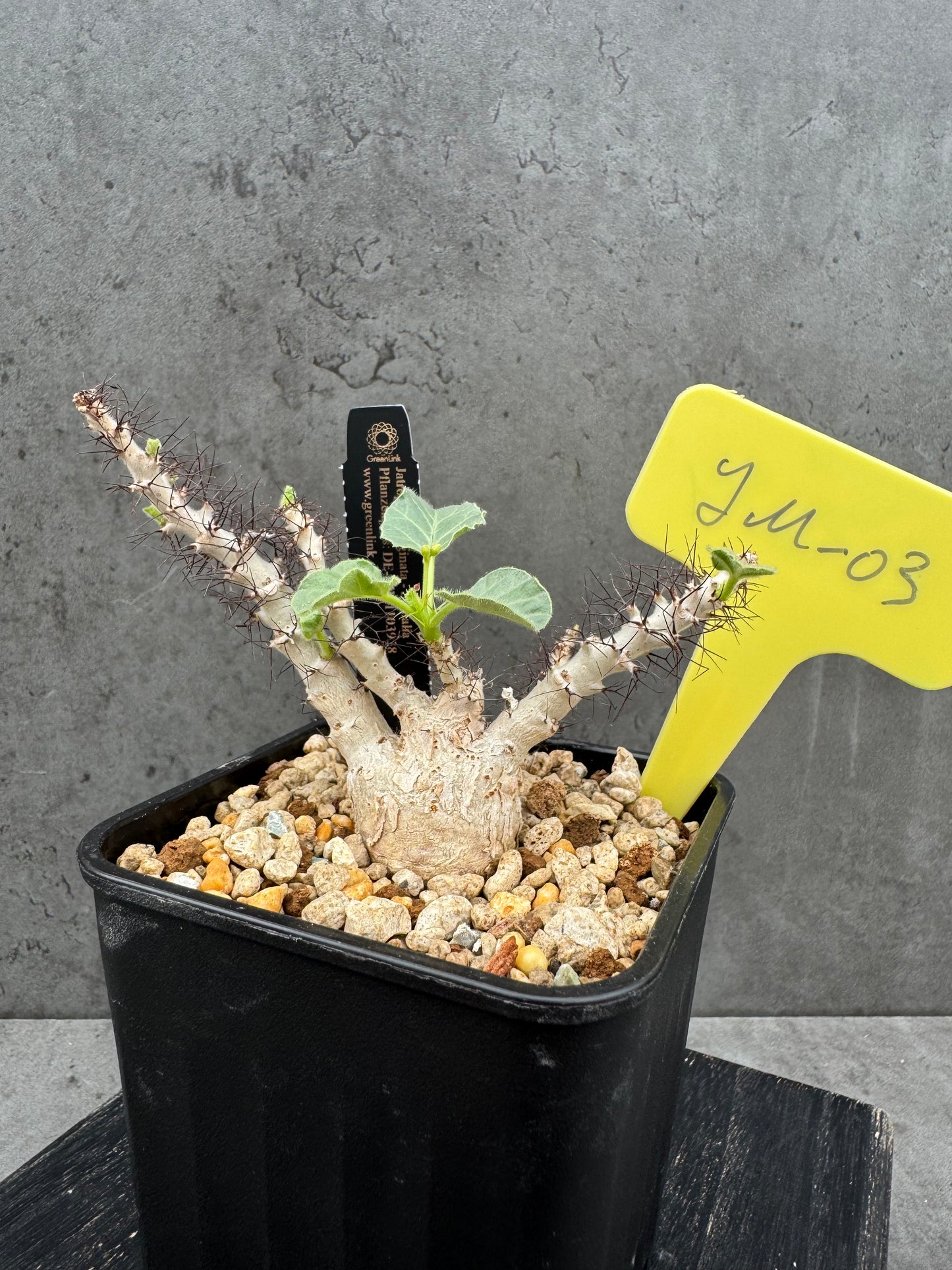 Jatropha marginata