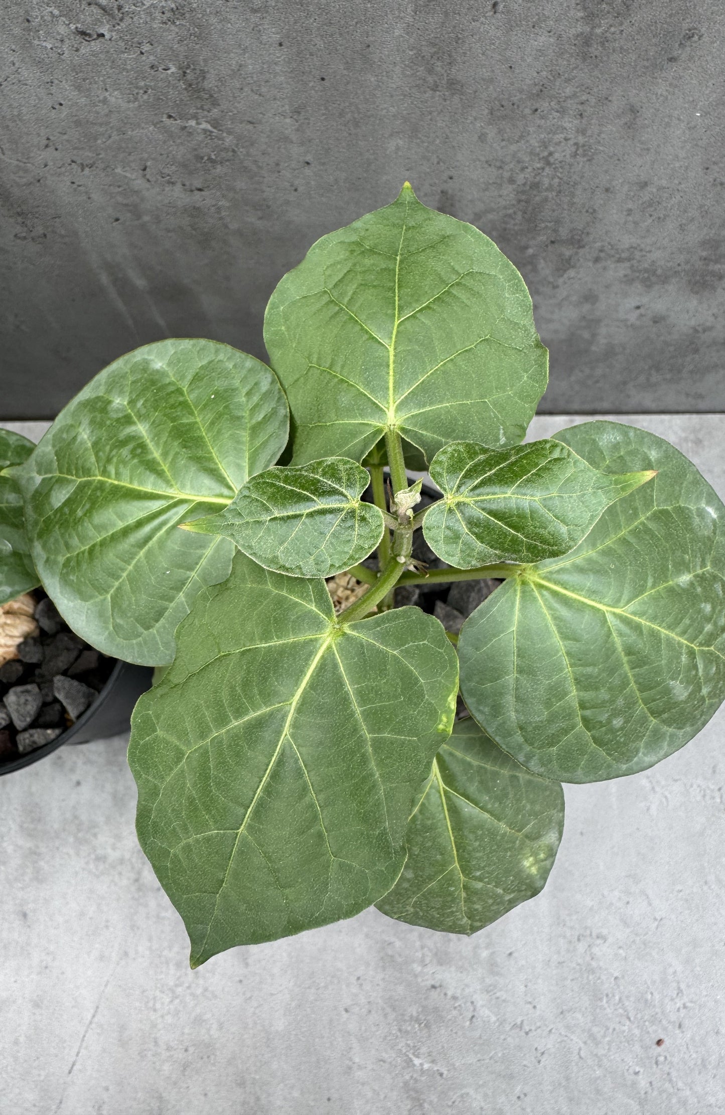 Matelea cyclophylla
