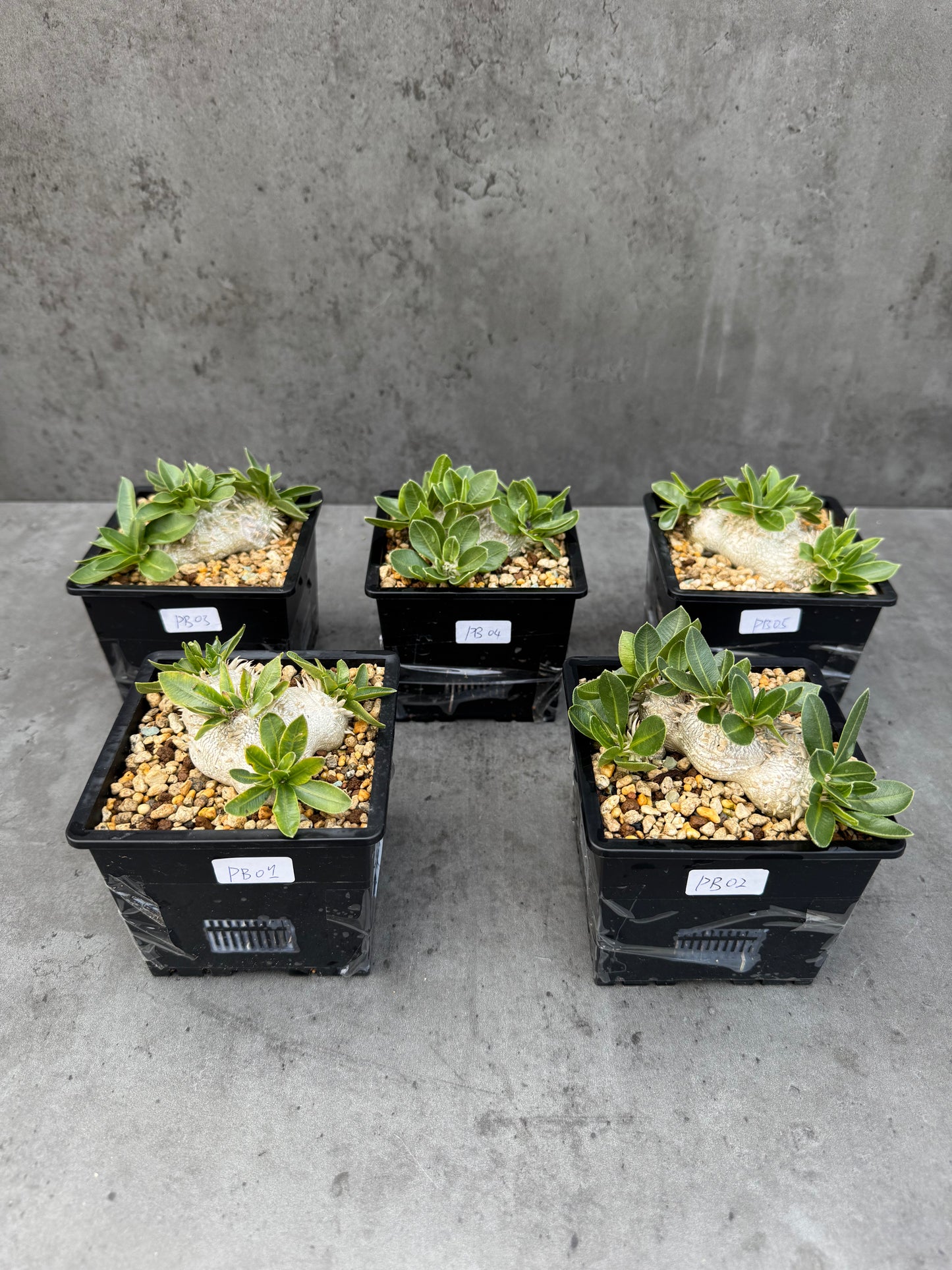 Pachypodium brevicaule großes Exemplar - wurzelecht