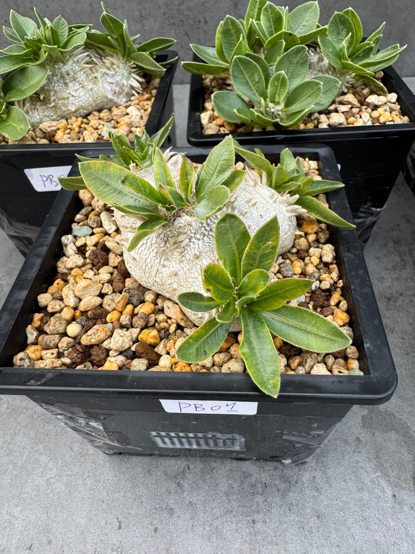 Pachypodium brevicaule großes Exemplar - wurzelecht